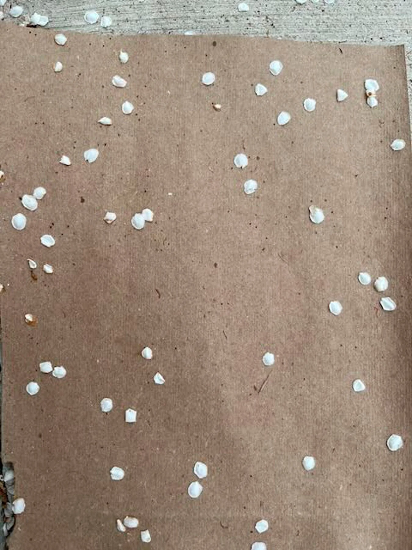 Petals.jpg