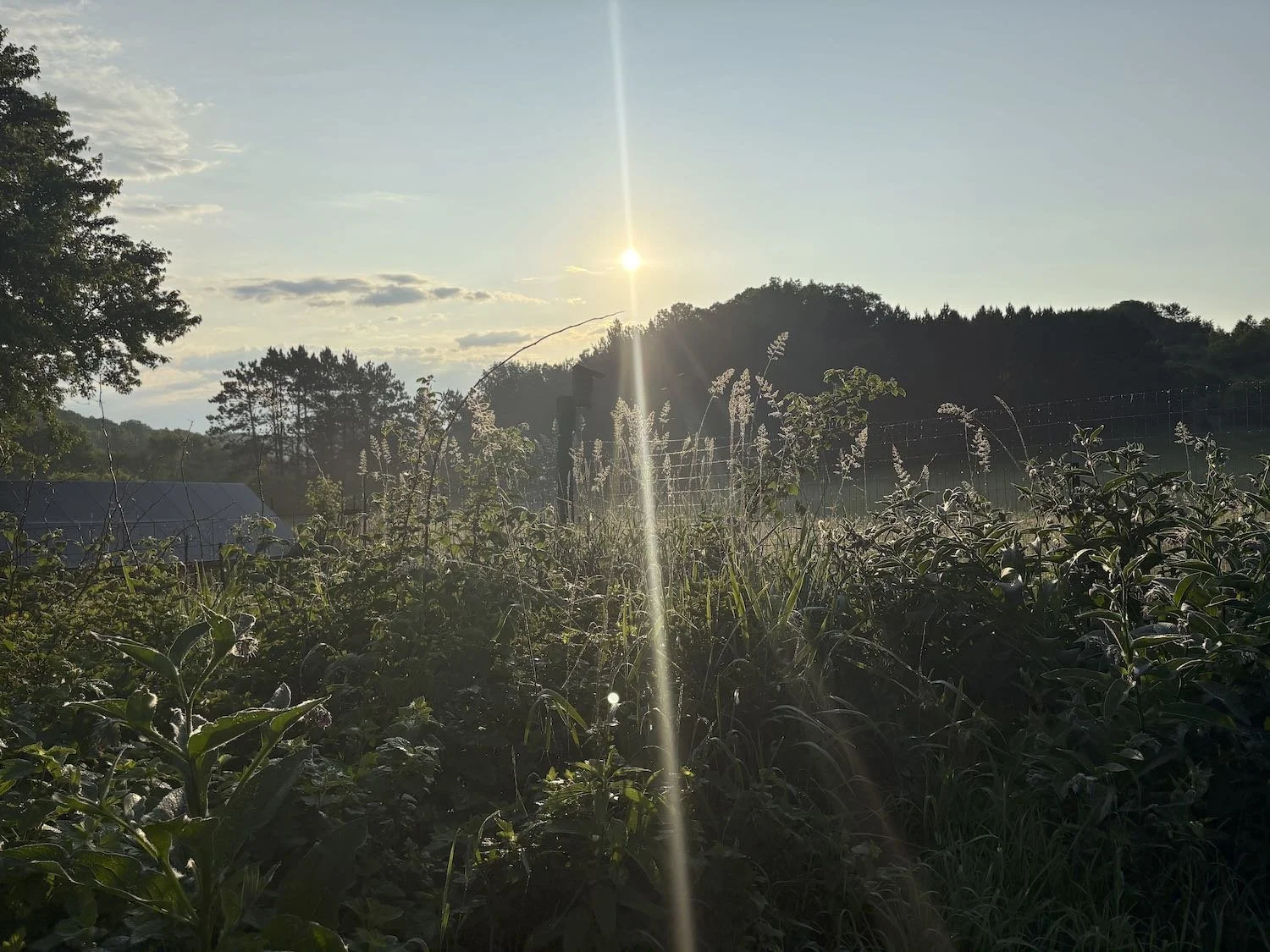 IMG_6301.jpeg