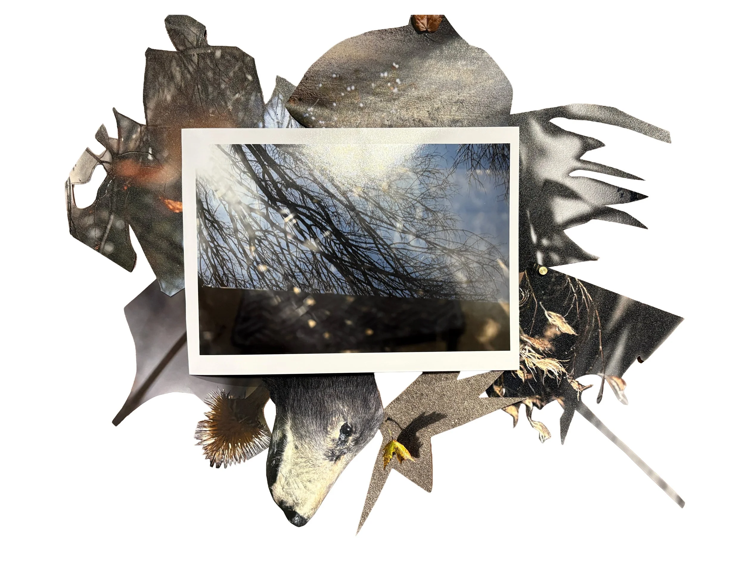 Bear (NC Arboretum), photo print collage, 22" x 16", 2026