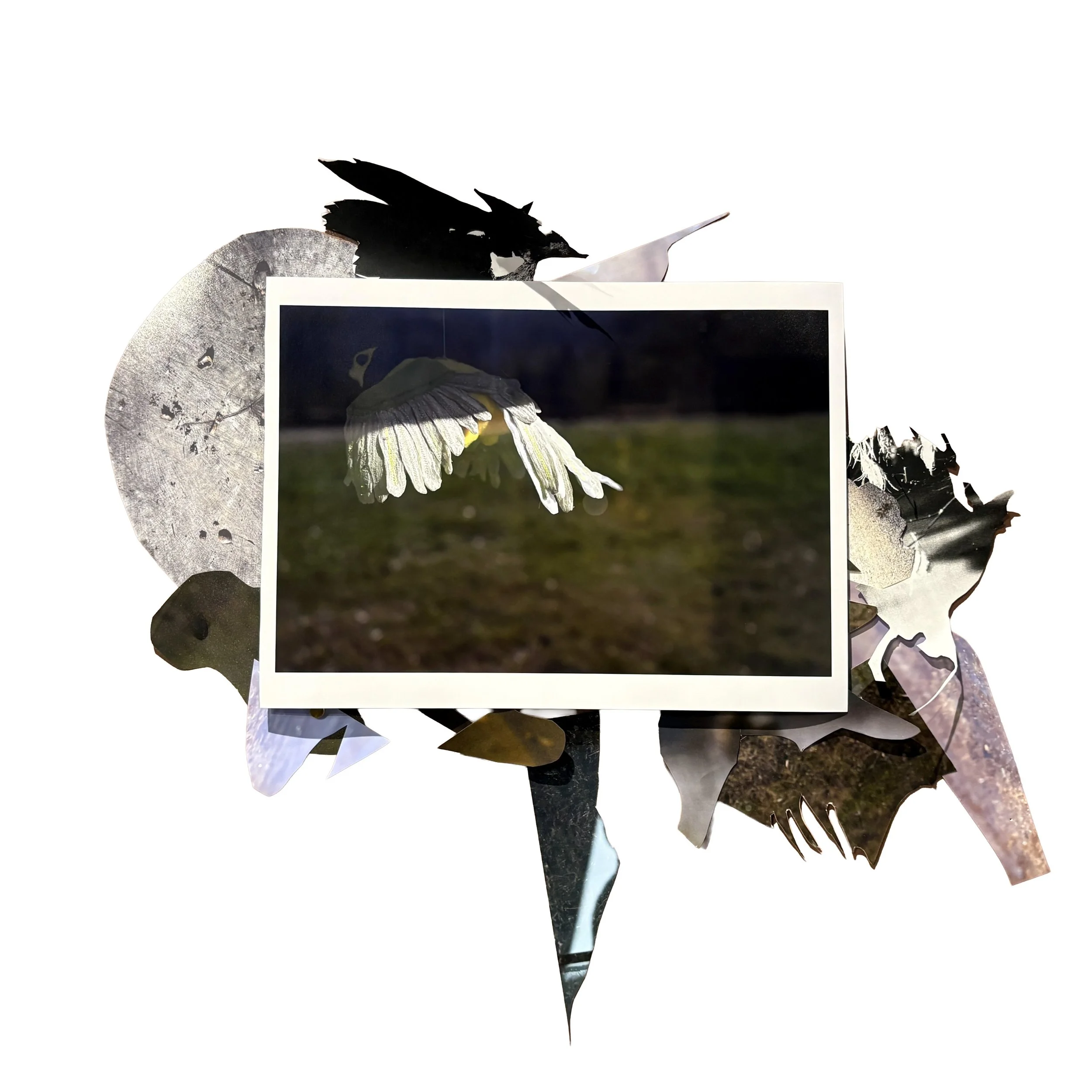 Wings (NC Arboretum), photoprint collage, 22" x 16", 2026