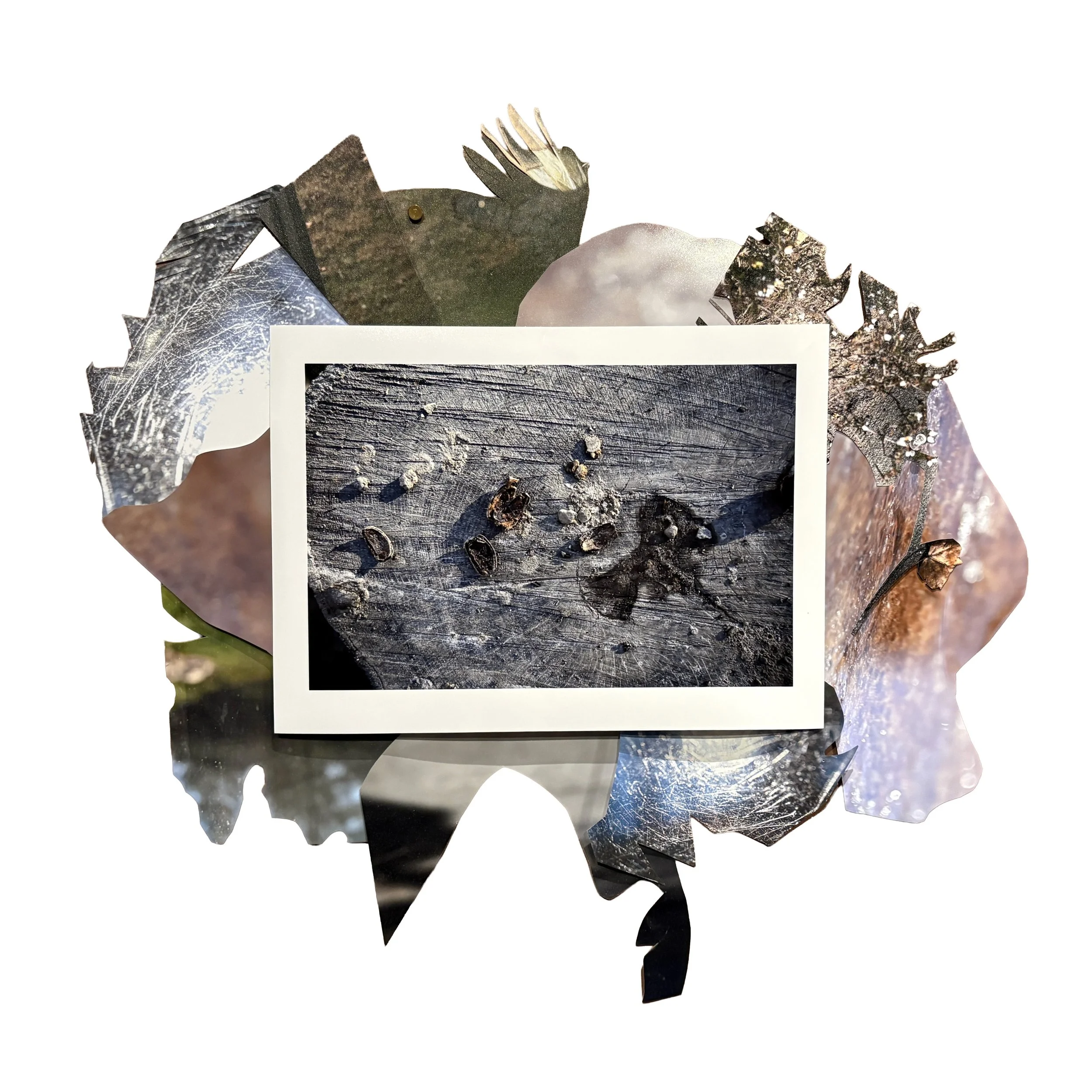 Stump (NC Arboretum), photoprint collage, 22" x 16", 2026