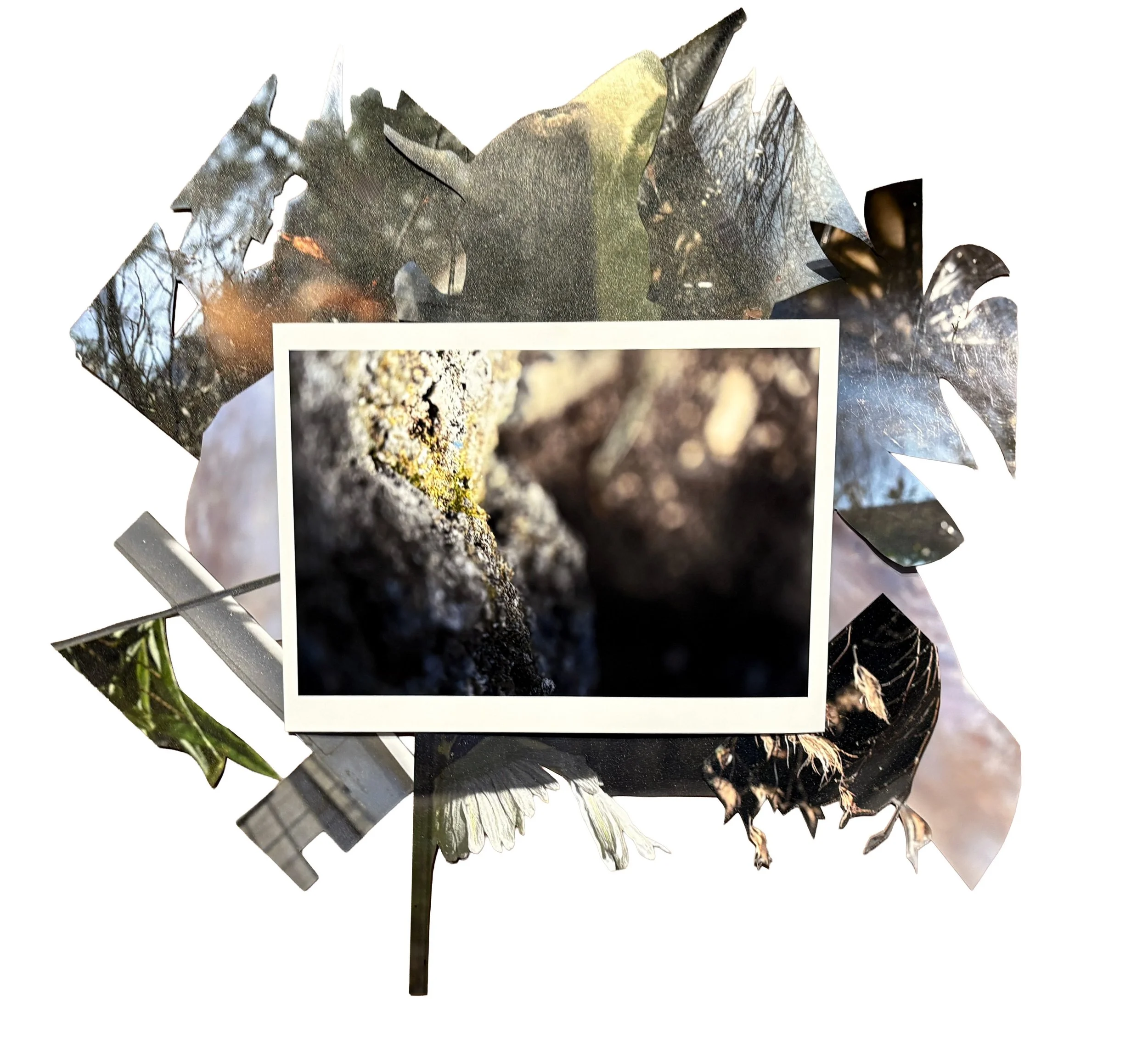 Moss (NC Arboretum), photoprint collage, 22" x 16", 2026