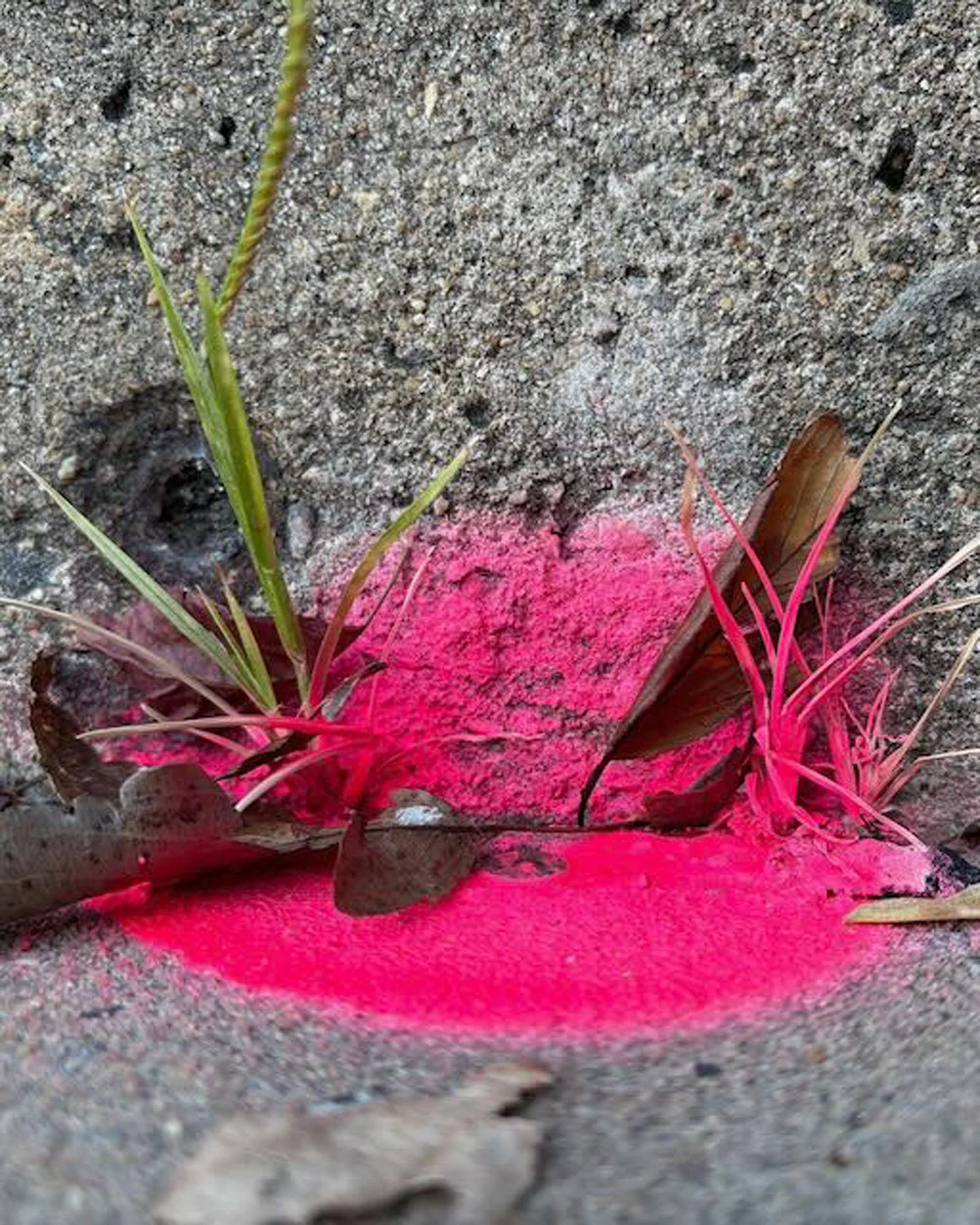 Copy of Pink.jpg