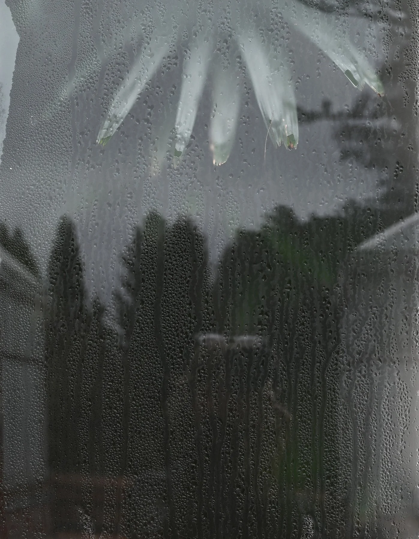 BiltmoreWindowMeCrop.jpg