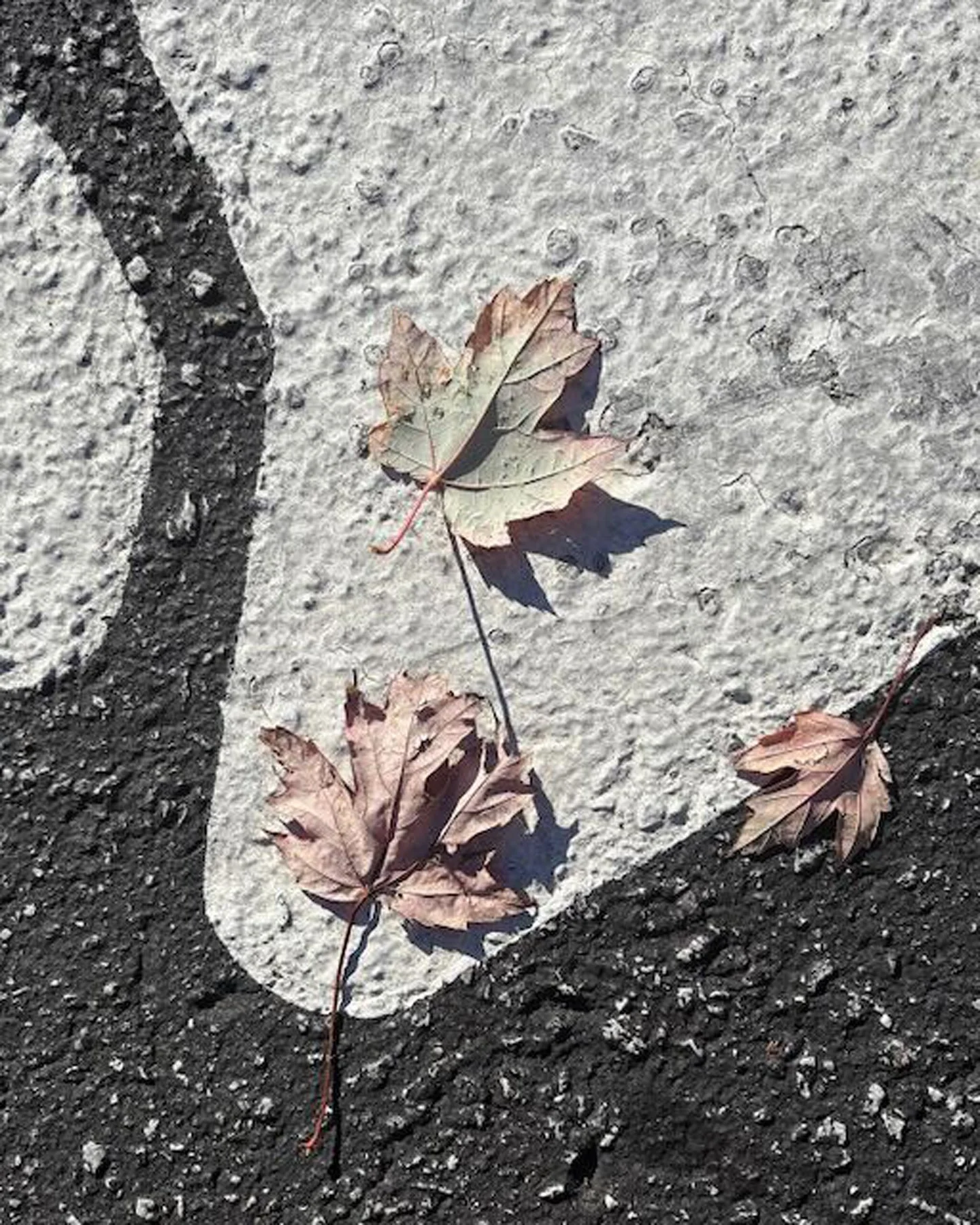 Copy of Modern Leaves.jpg