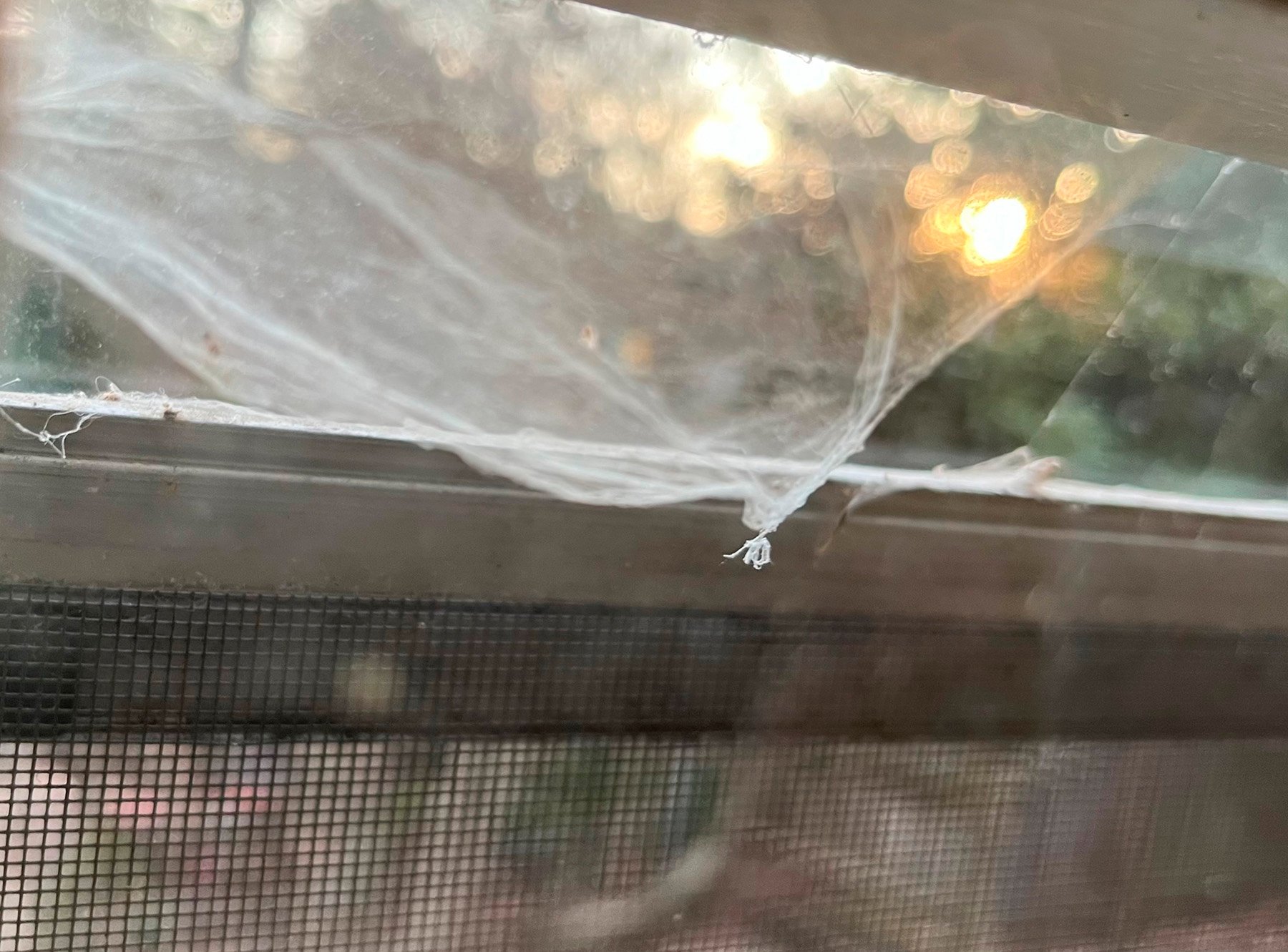 WindowWeb.jpg