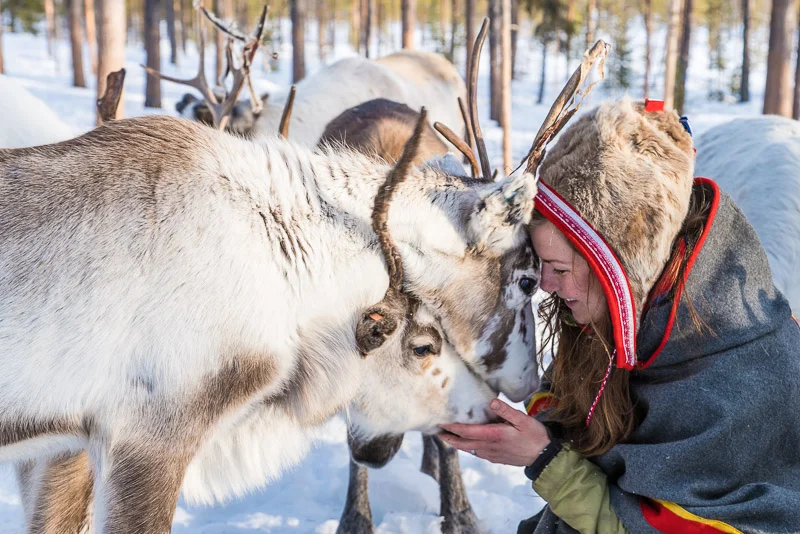 Anna med renarna på Silba Siida.