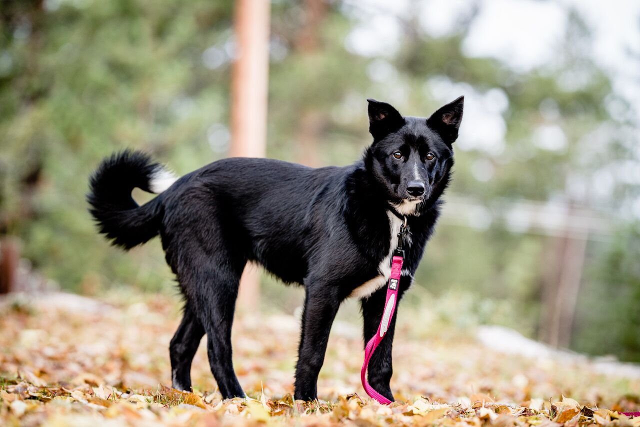 Foderhund: Sárgge, ceahpes sárggis se47969/2017 Nätt och välmusklad tik med mycket energi, inköpt från finland efter inmönstrad tik och på helfoder avtal hos renskötare i sirges sameby just nu på inlärning i renskötselarbetet.