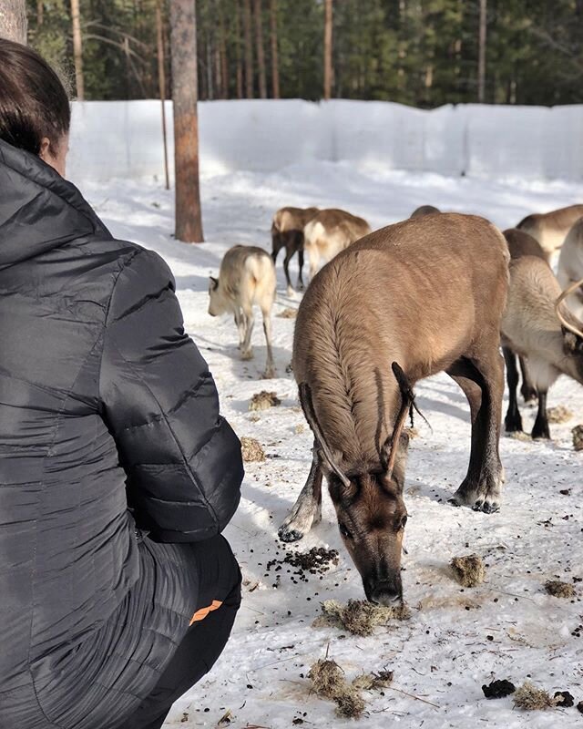 We always end each day by giving the reindeer some lichen, today some extra to reward them for their patience. A nice final for reindeer and humans 🤗