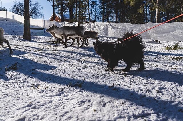 A reindeerherding dog strongest quality while herding reindeer is its bark. 
Warga shows how its done! 
Photo: @cjutsi