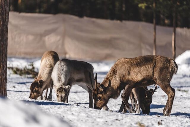 Boazolihkku - Renlycka 
Det &auml;r ett samiskt begrepp som anv&auml;nts sen l&auml;nge tillbaka. 
Det betyder att den som &auml;r givmild och &auml;rlig, som sk&ouml;ter renarna bra, kommer att &aring;terbetalas med lycka och v&auml;lg&aring;ng i re