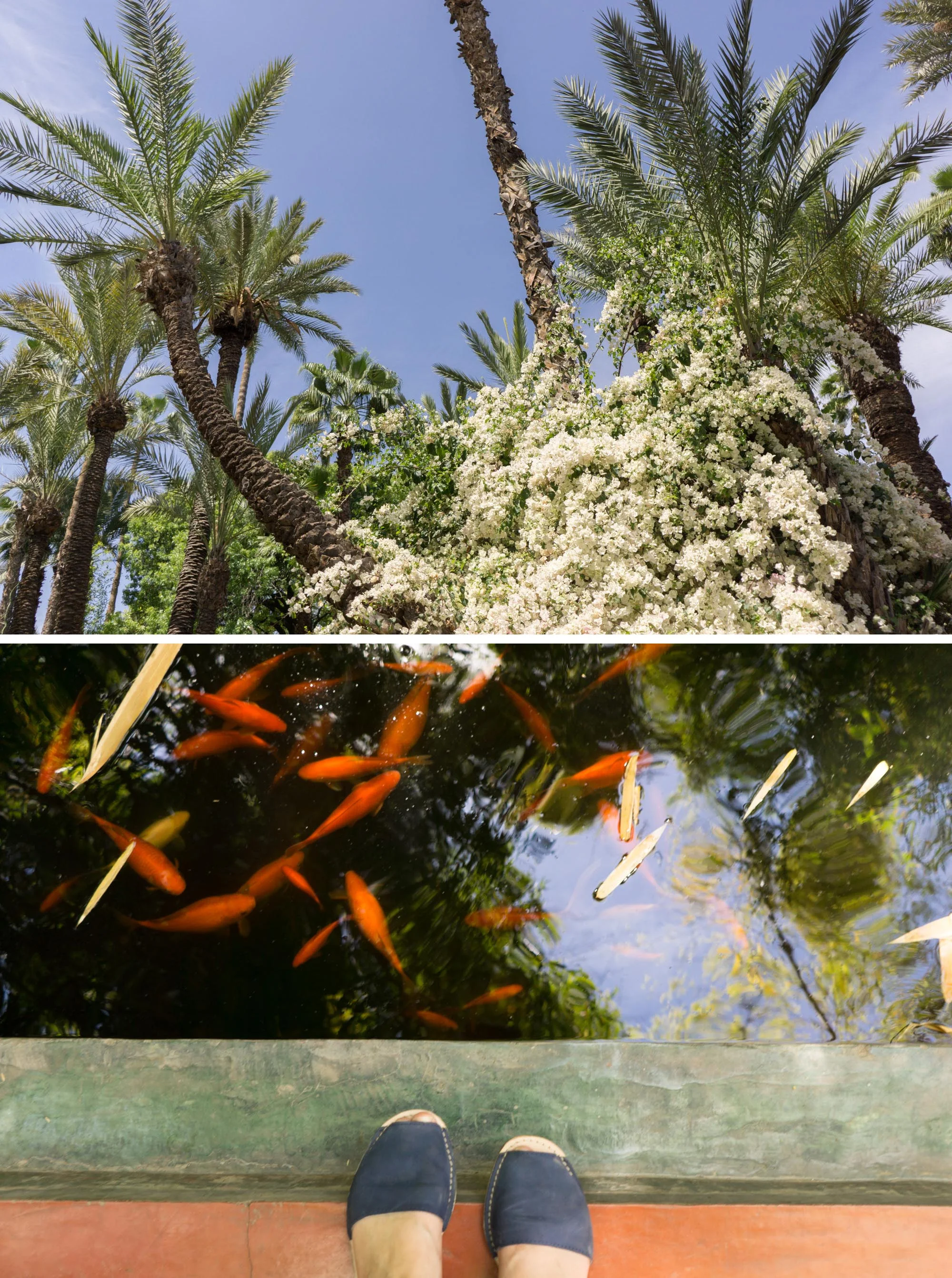 Jardin Majorelle Travel Guide | Marrakesh Travel Tips | Experience the incredible Jardin Majorelle where Yves Saint Laurent once lived with this inspiring travel guide.