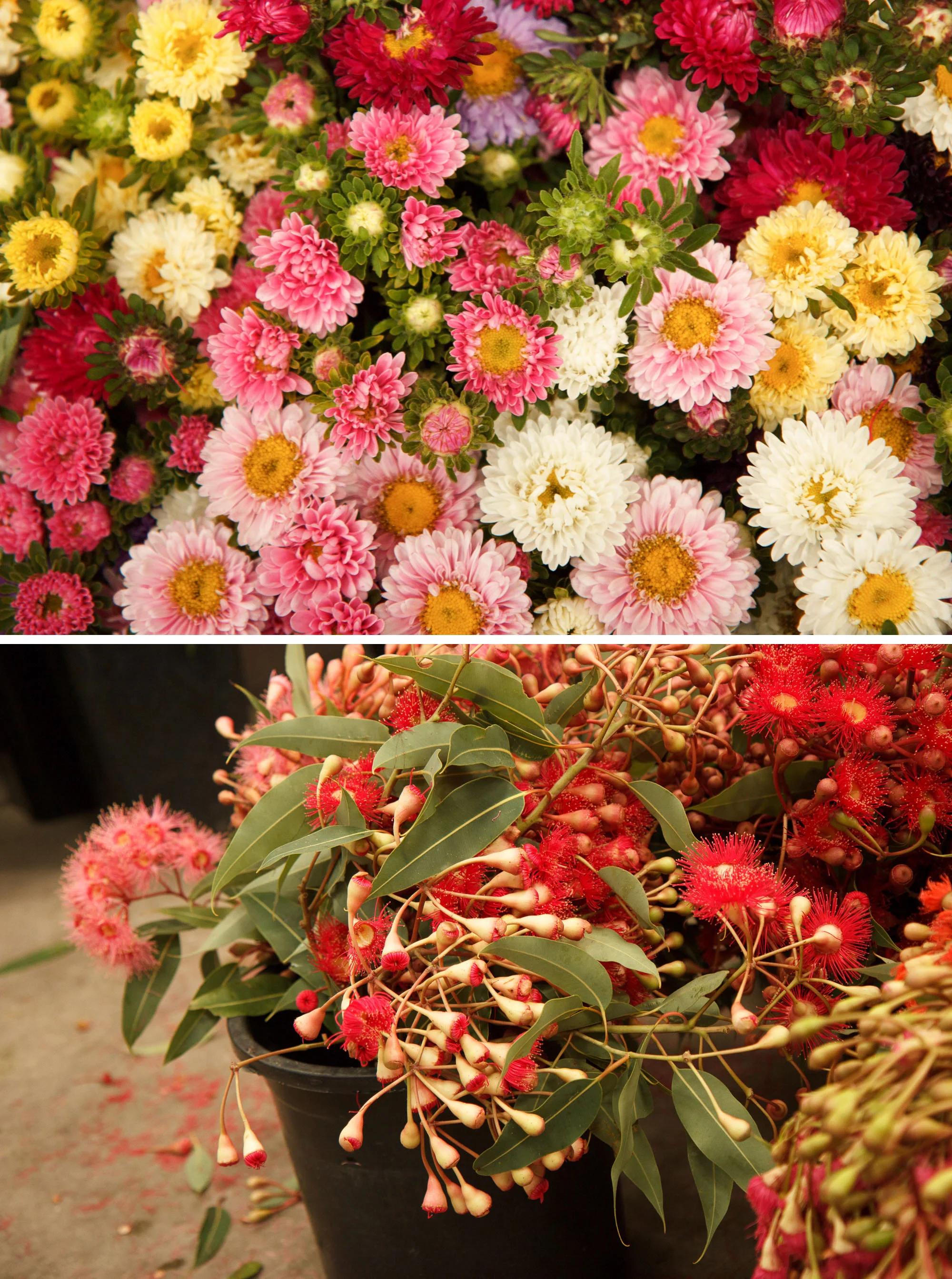 Sydney Flower Guide | Sydney Travel Tips | Sharing where to pick up gorgeous blooms in Sydney, Australia with this handy, floral filled guide.