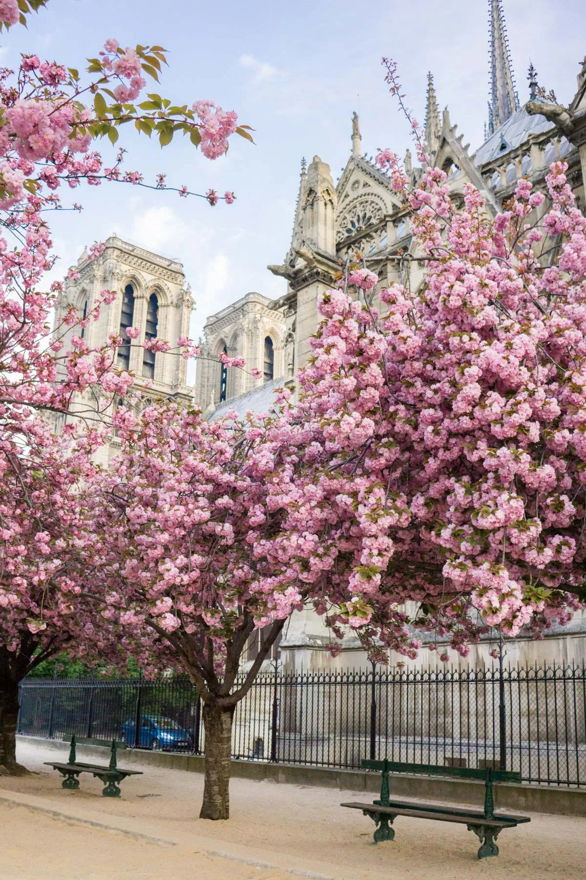 Discover where and when to find cherry blossoms with this floral filled, Paris travel guide. | Square Jean-XXIII - Cathédrale Notre-Dame de Paris