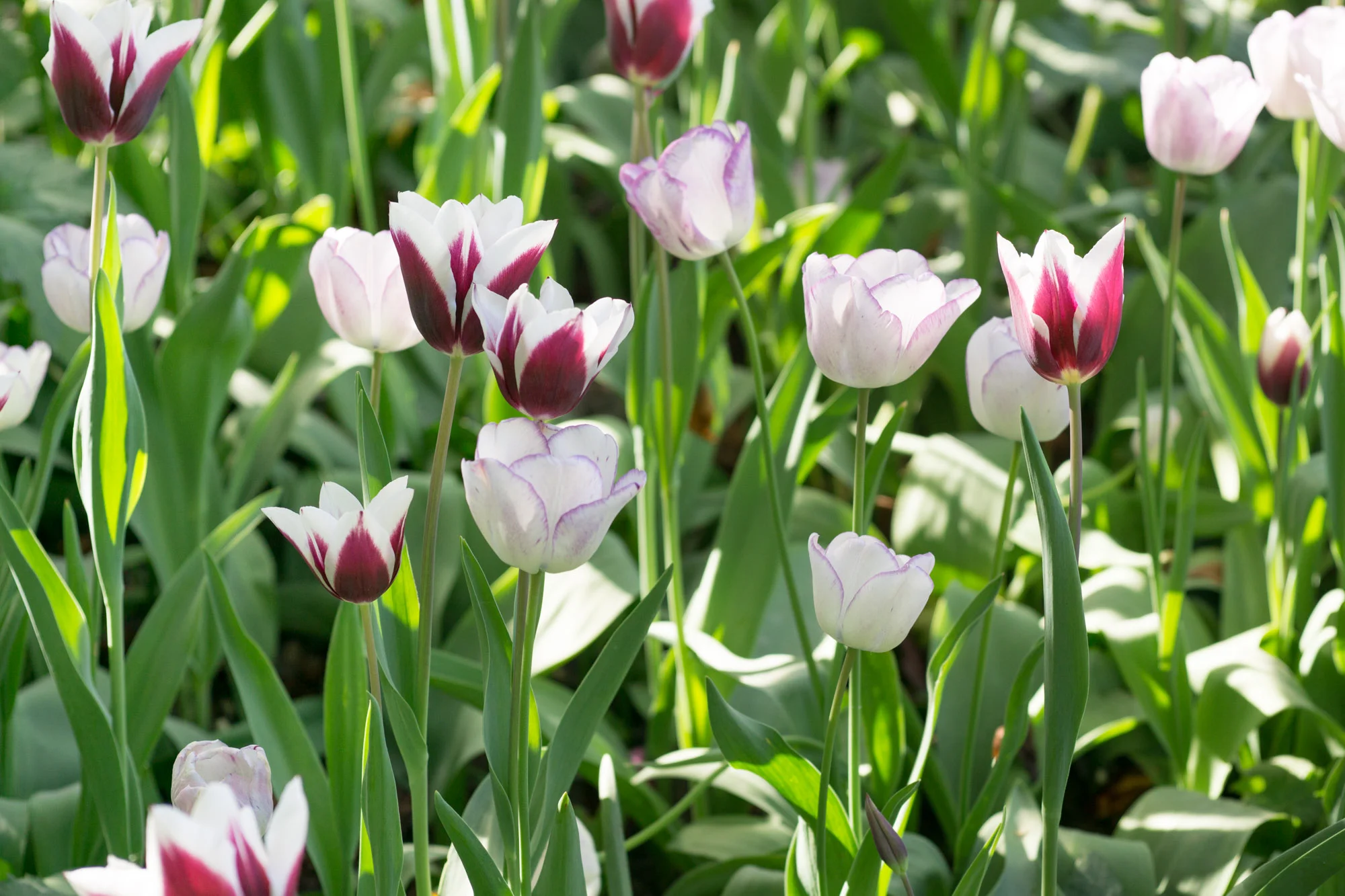 Your Guide to Paris Spring Flowers | Discover the best places to experience beautiful spring blooms in Paris with this floral filled travel guide. | Christie Moore Photography