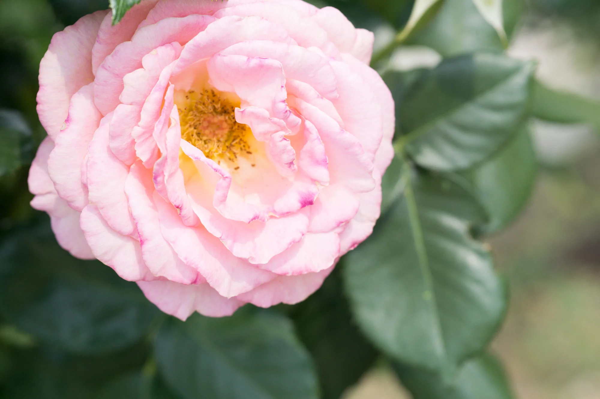 Fellow lover of art, culture and flowers? Discover the tranquil sculpture garden at the Musee Rodin, filled with striking sculptures and gorgeous roses. | Musee Rodin - Le Jardin de Sculptures | Rose Garden | Paris Travel Tips