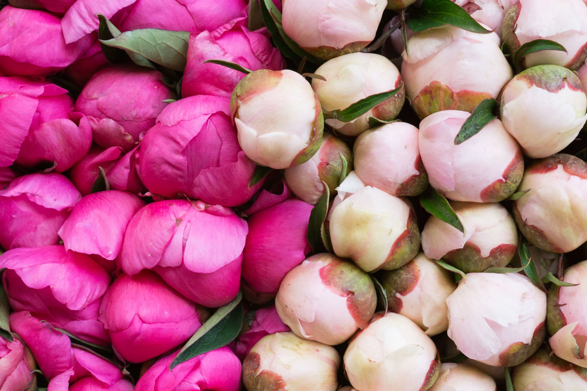 Love peony season?! Discover the best markets in Paris for beautiful peonies | Peony season in Paris | Paris Flower Markets