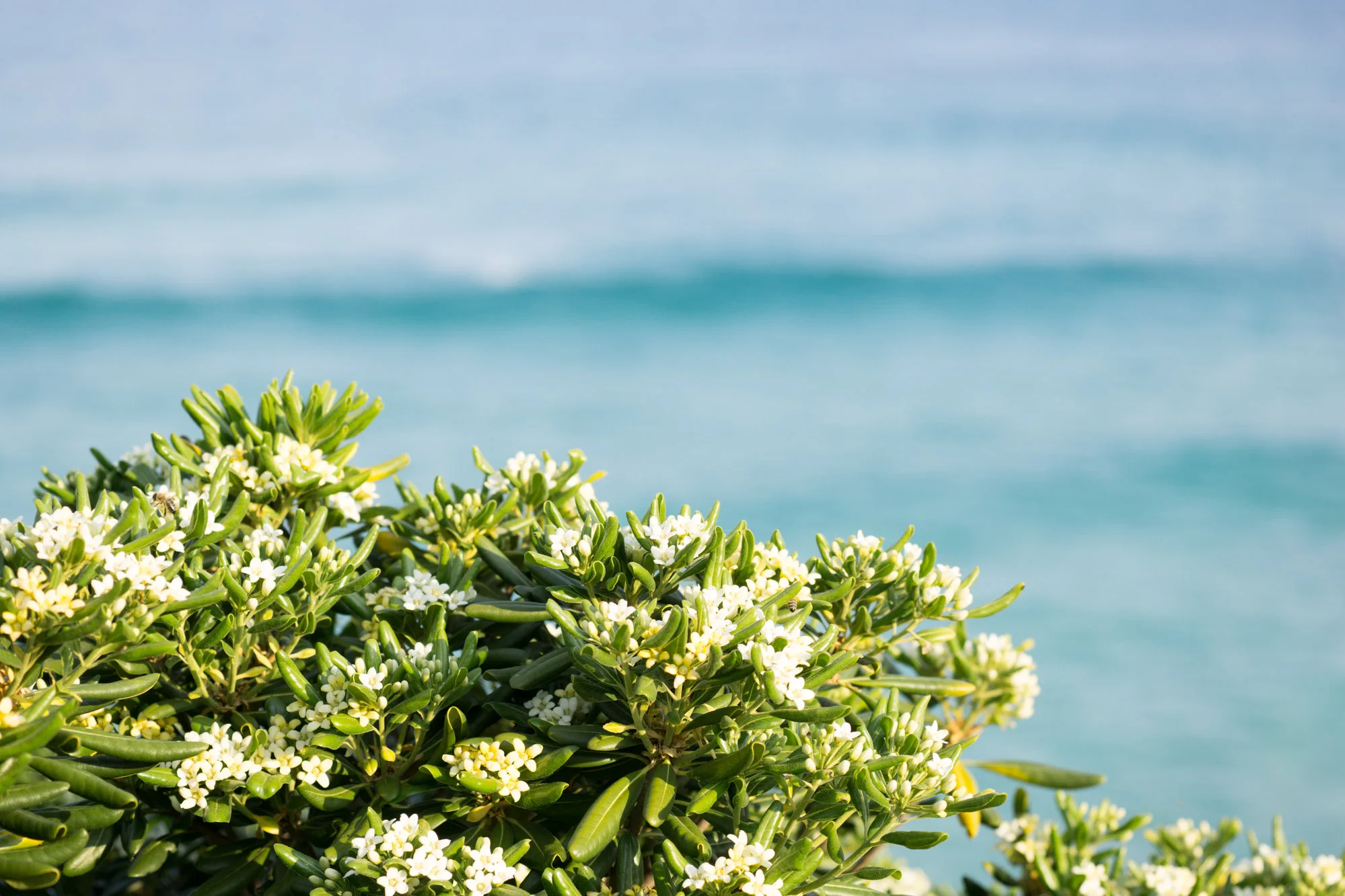 Dive in to discover an iconic Sydney coastal walk that is a favourite amoung locals and tourists alike. | Bondi to Bronte Coastal Walk | Sydney Travel Tips
