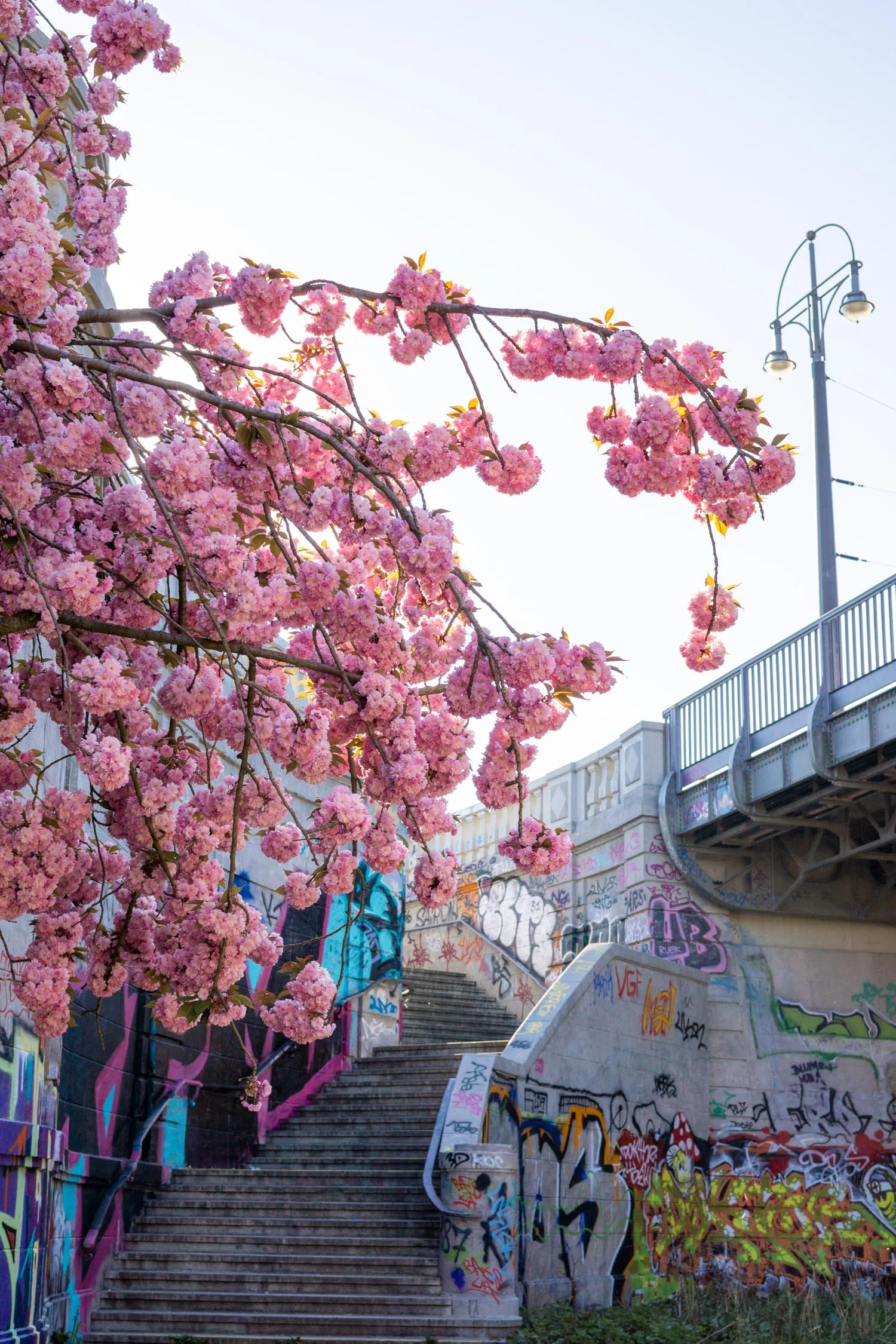 Discover the best places to experience cherry blossom season in Berlin. | Cherry Blossom Season | Berlin Travel Guide | Cherry Blossoms | Berlin Germany | Christie Moore Photography