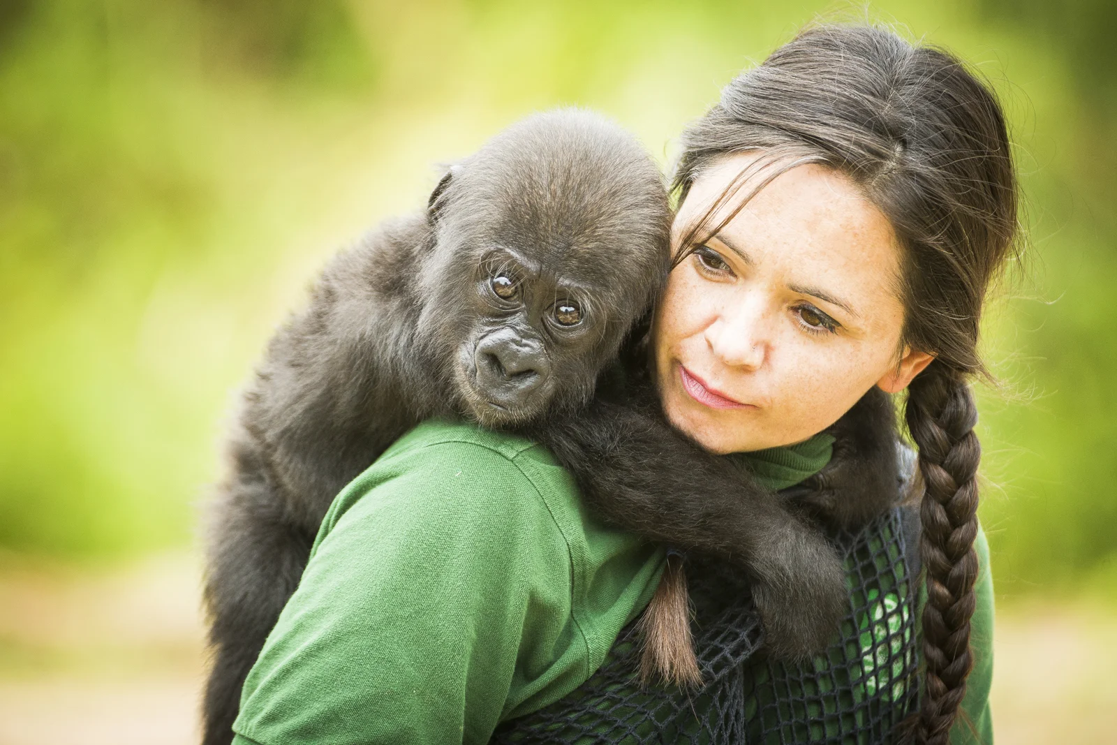 Afia, a six month old Gorilla at Bristol Zoo plays with her keeper Joanne Rudd. 