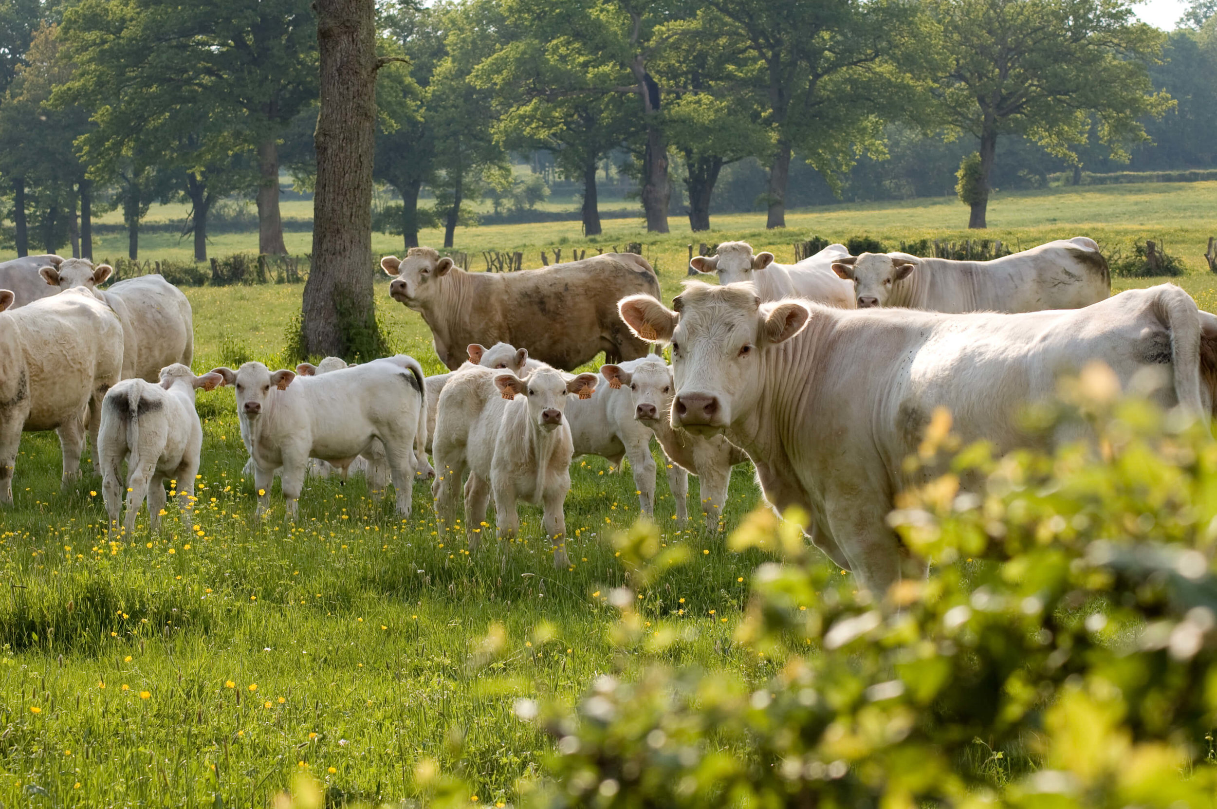 AdobeStock_14160193 (1).jpeg