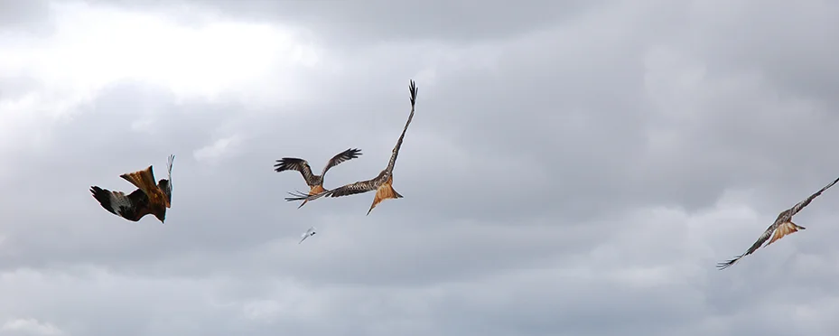 Red kite feeding station