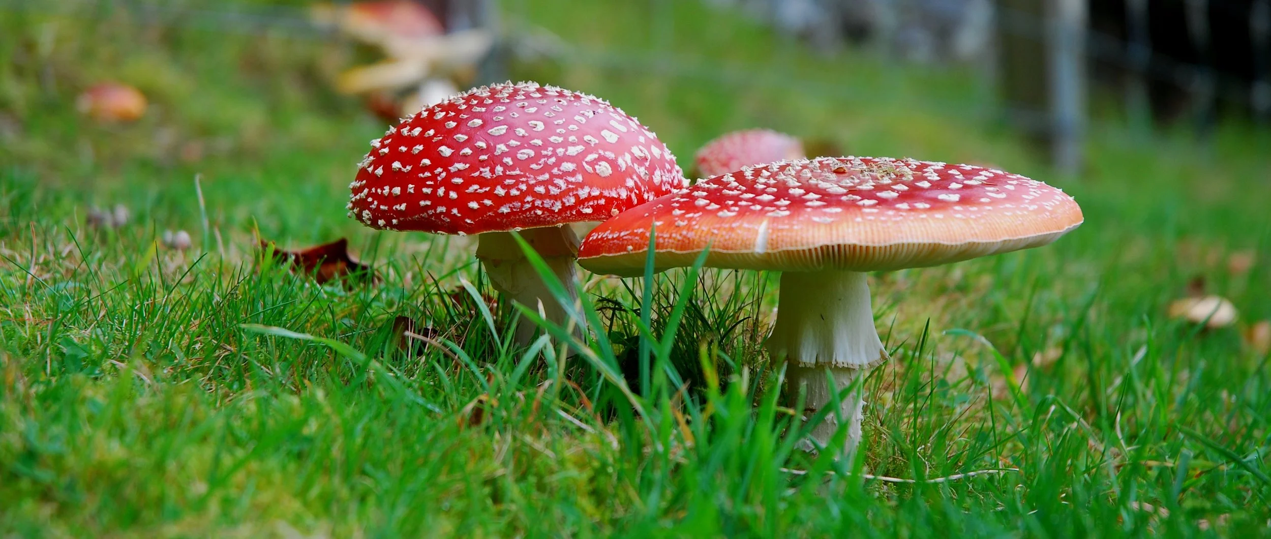 15. Fly agaric.JPG