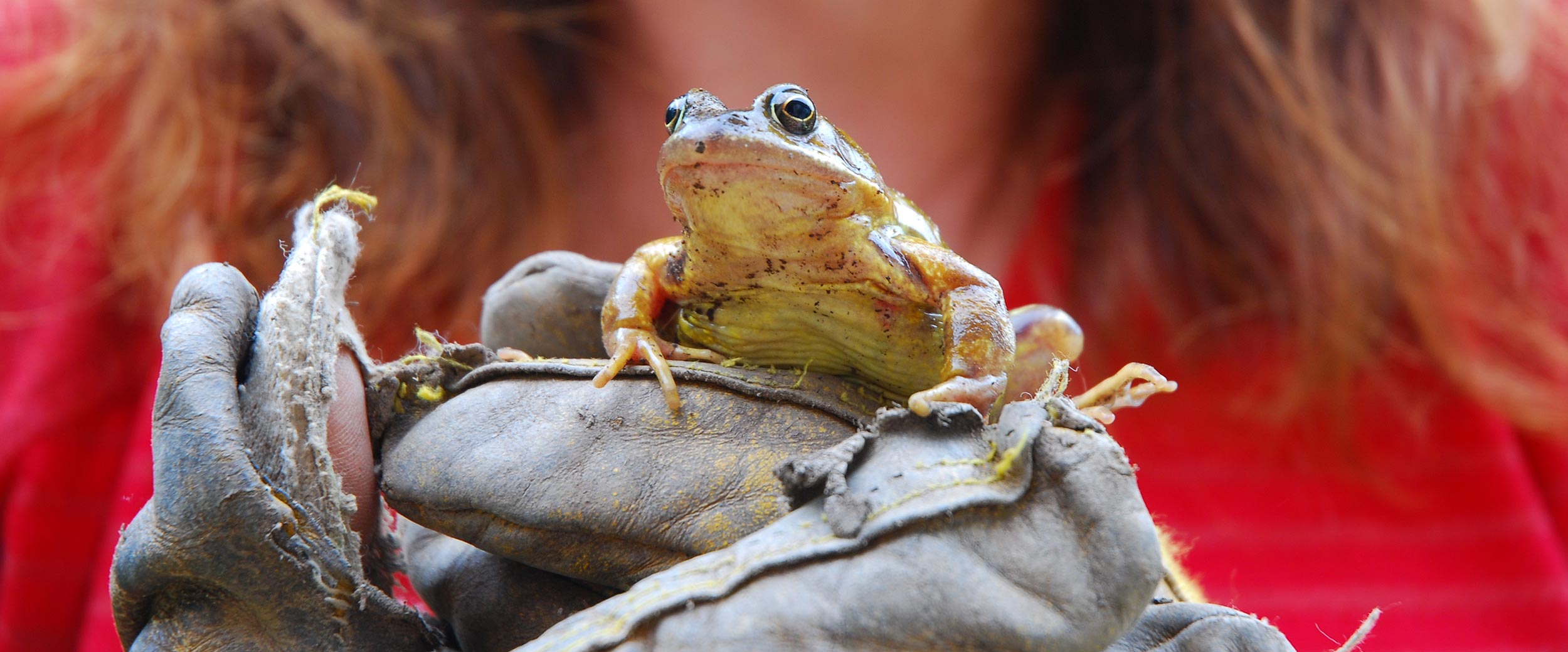 37.-Garden-visitor.jpg