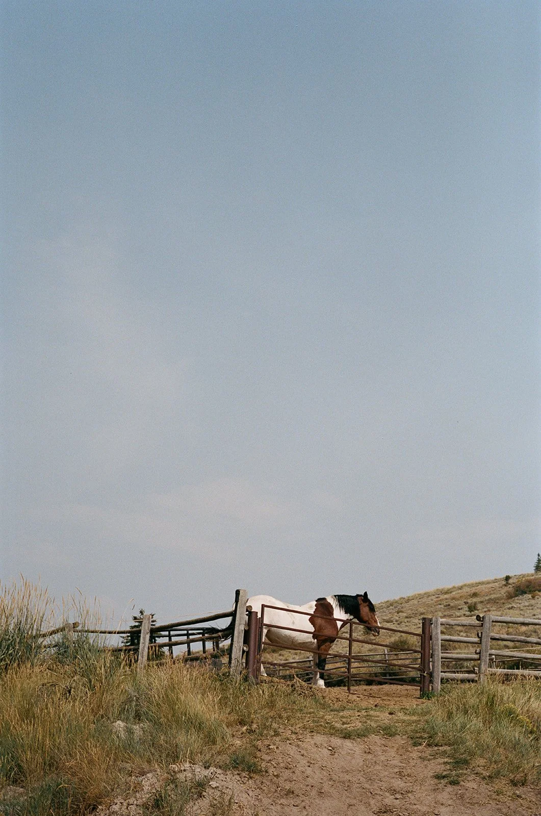 horse on a dude ranch in jackson wyoming shot by sadie lynn films wedding photographer