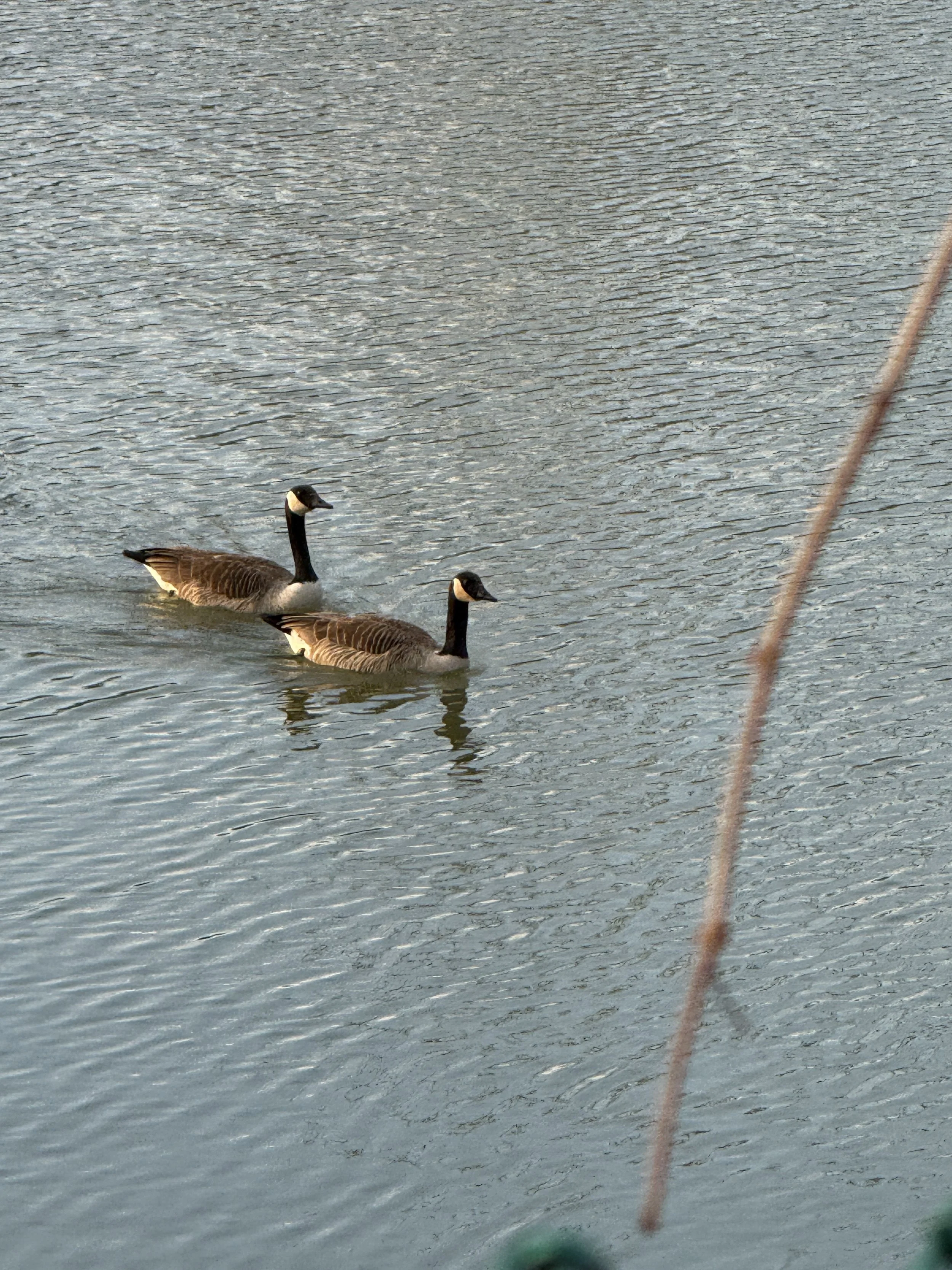 two geese swimming together in a pond