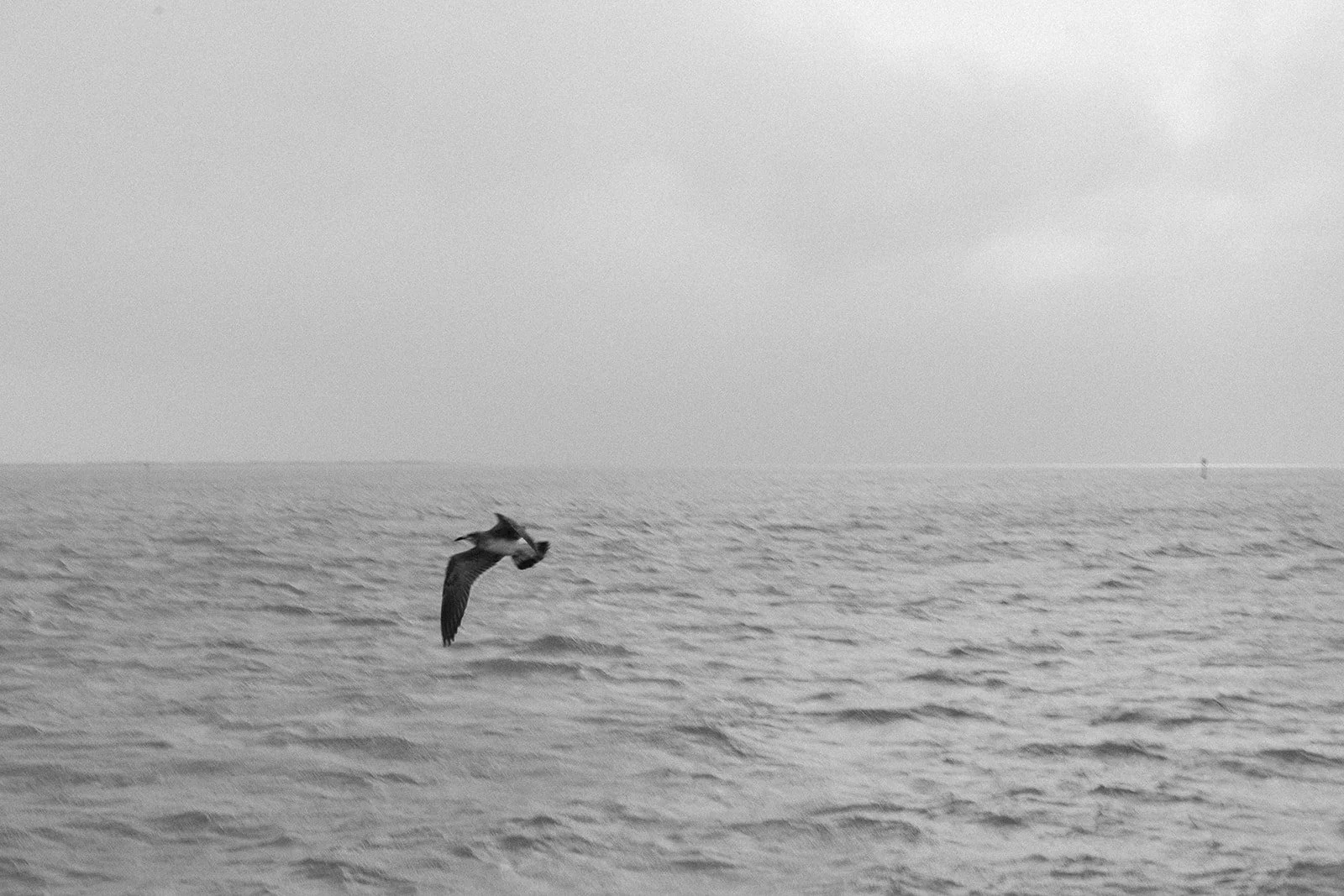 A seagull flying over the ocean with a cloudy sky in the background and a distant boat on the horizon. ocracoke outerbanks wedding film photographer