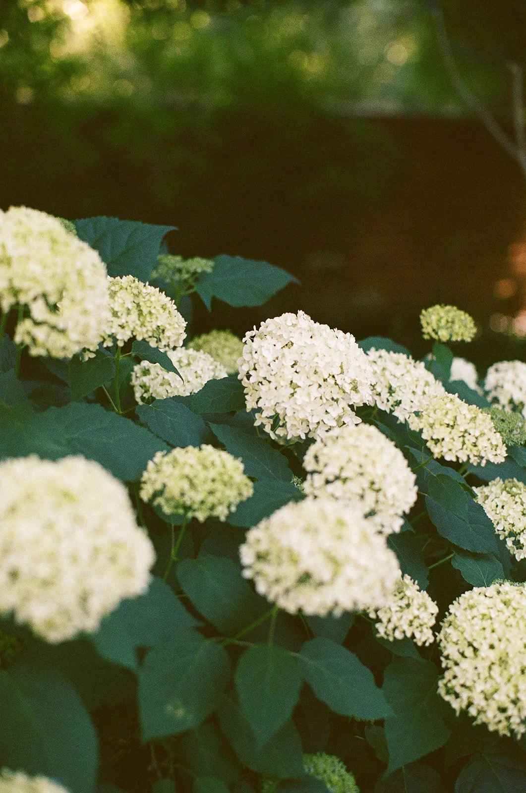 charlottesville wedding photographer