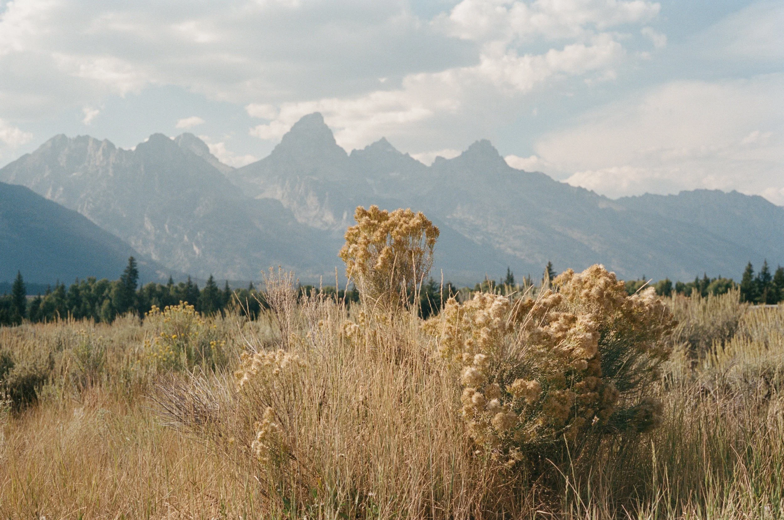 A scenic landscape of a grassy field with dry plants and bushes, mountains with jagged peaks in the background, and a partly cloudy sky. Jackson Hole Wyoming. National Park.