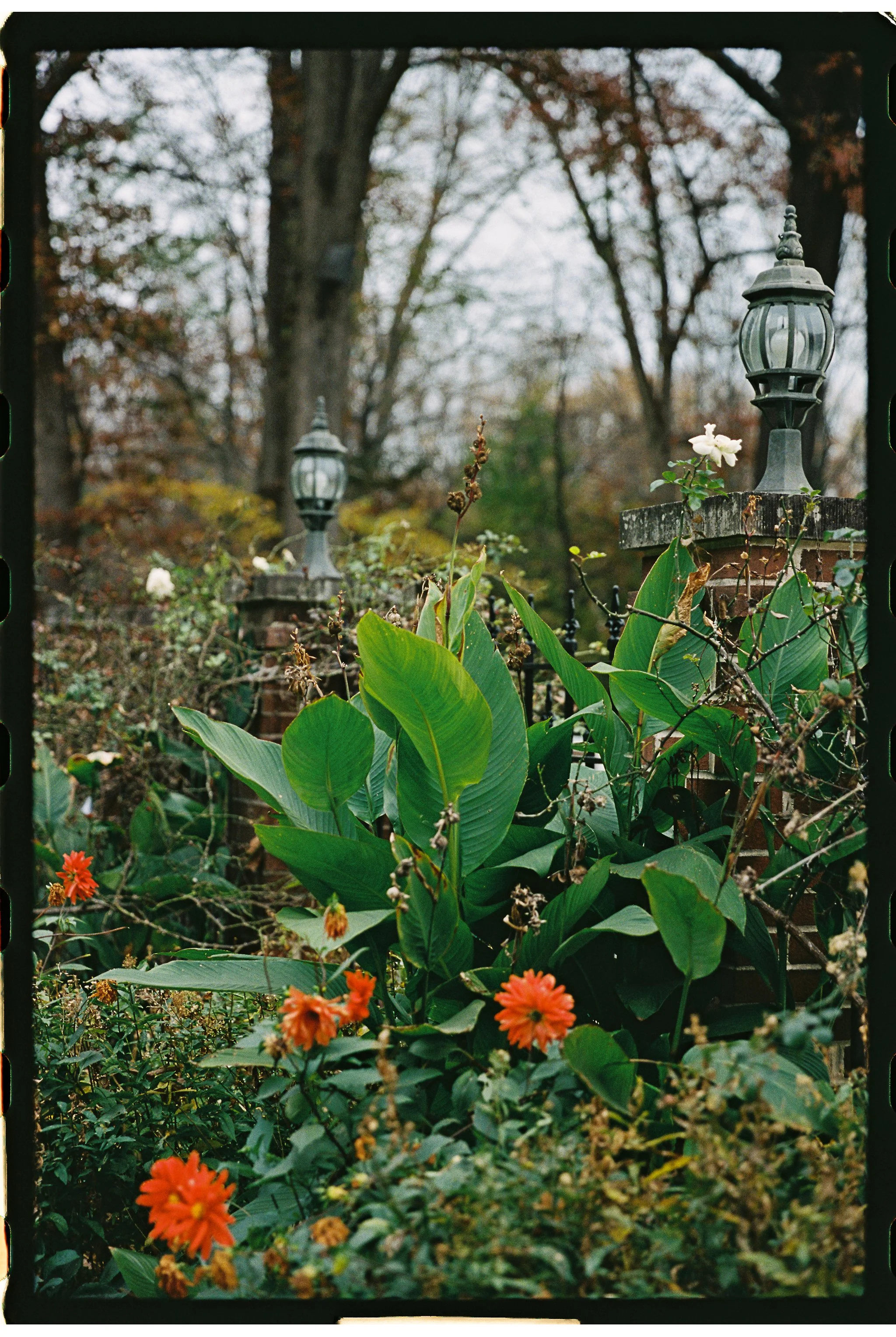 Garden scene with lamp posts and lush greenery, including large leaves and orange flowers. gramercy mansion maryland wedding