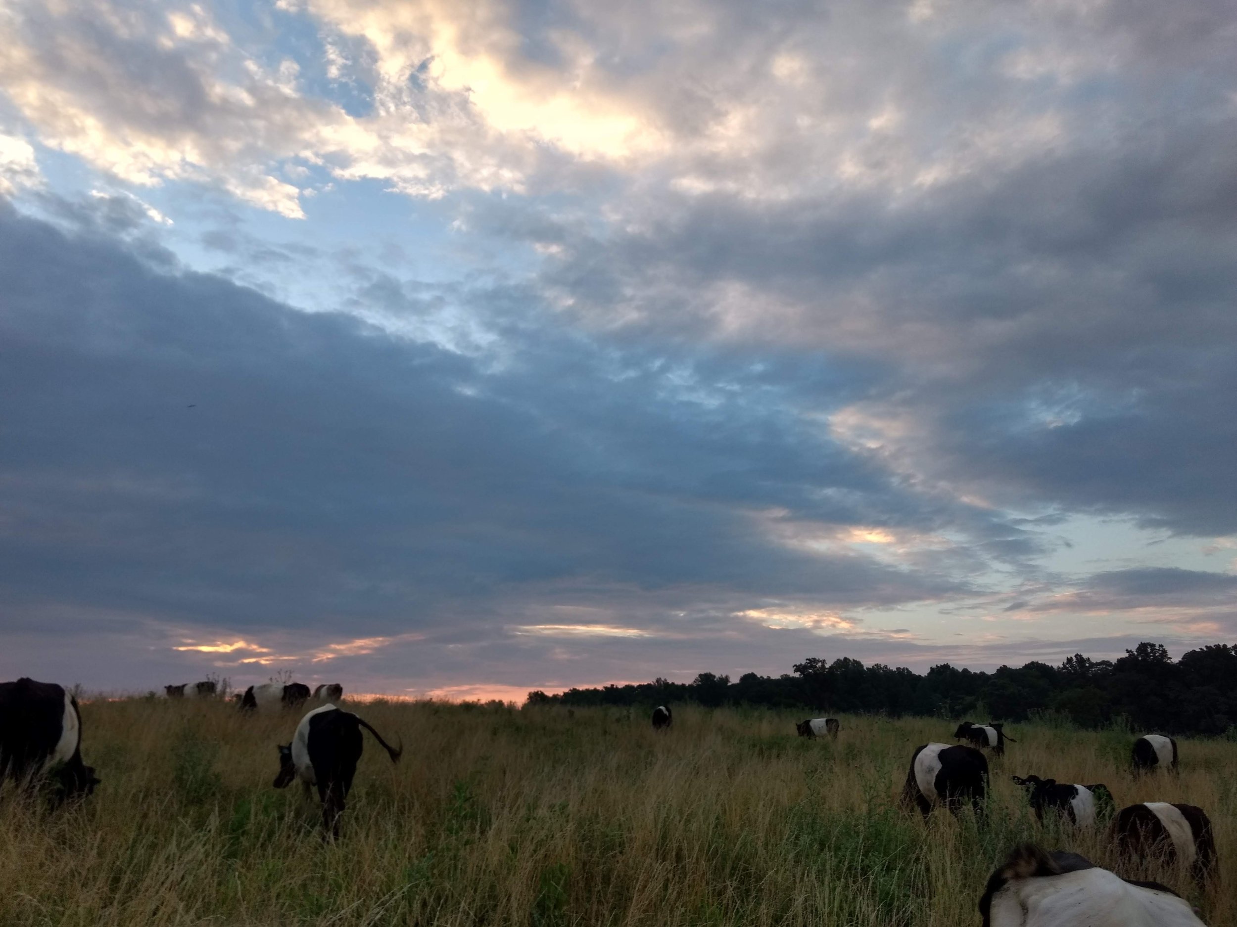 Grass Fed Dairy Cows on Pasture.jpg