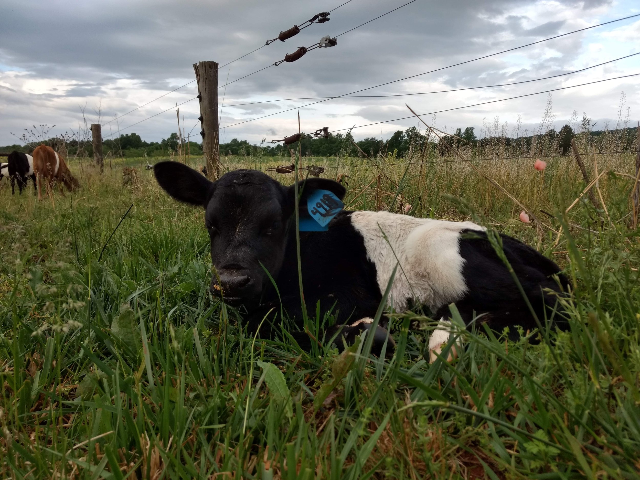 Grass Fed Dairy Calf on Pasture.jpg