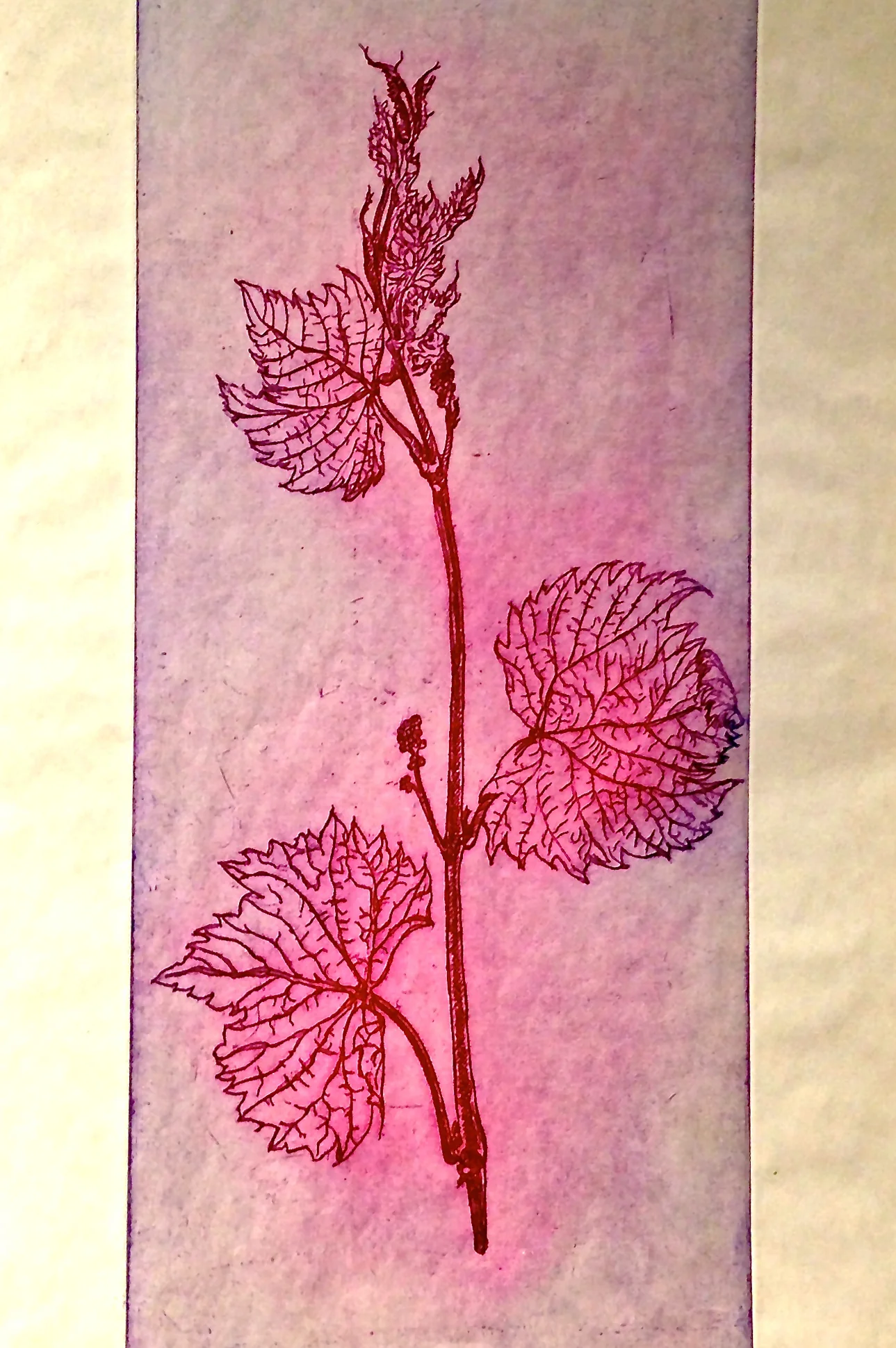 Grapevine, red-blue