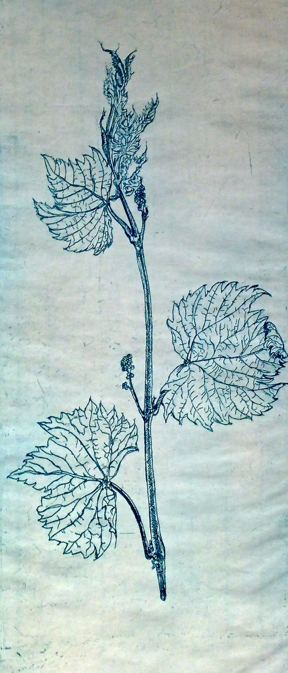 Grapevine, blue