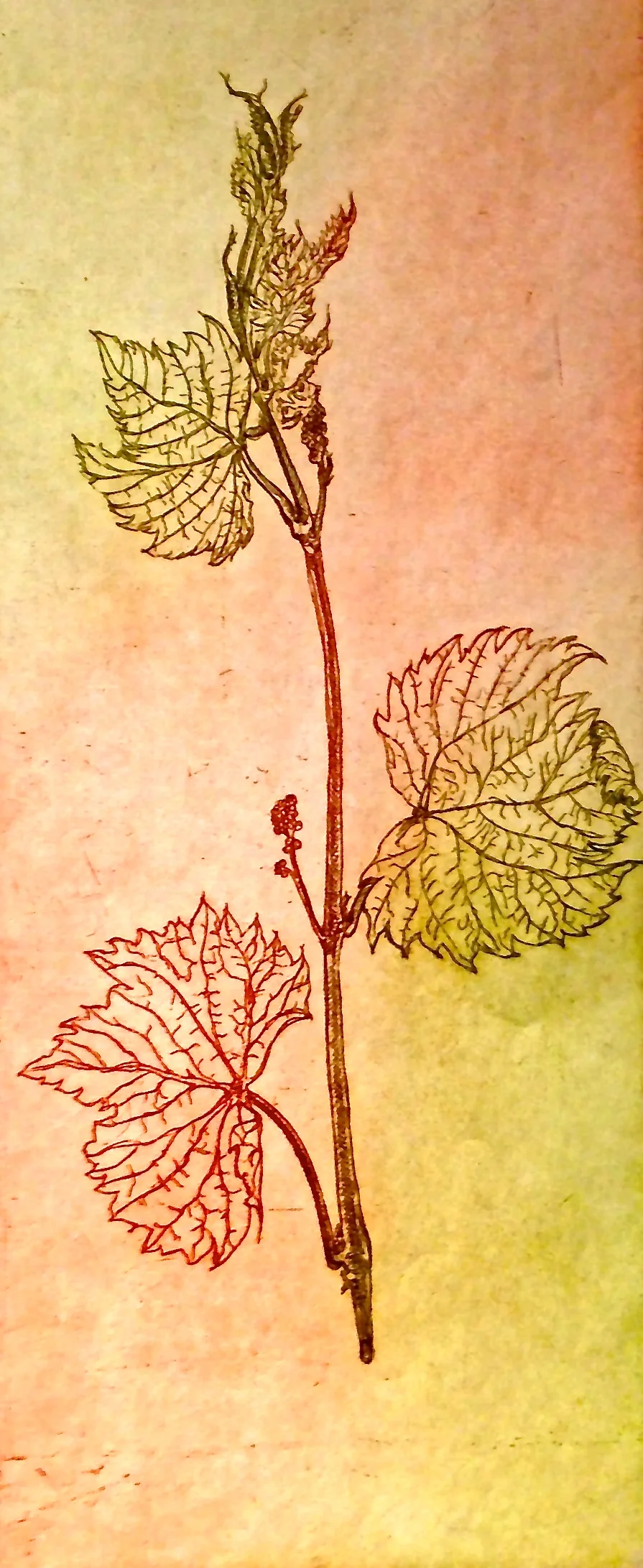 Grapevine, green-red
