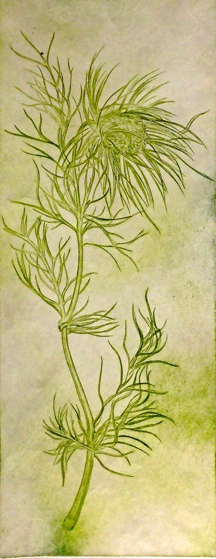 Nigella, green