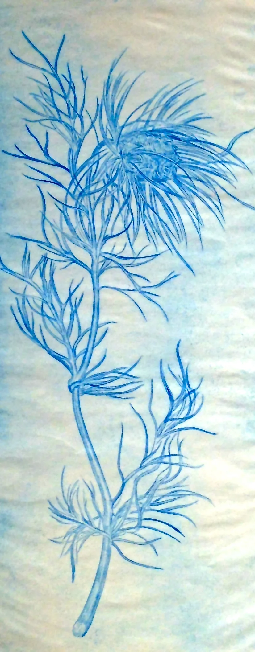 Nigella, blue