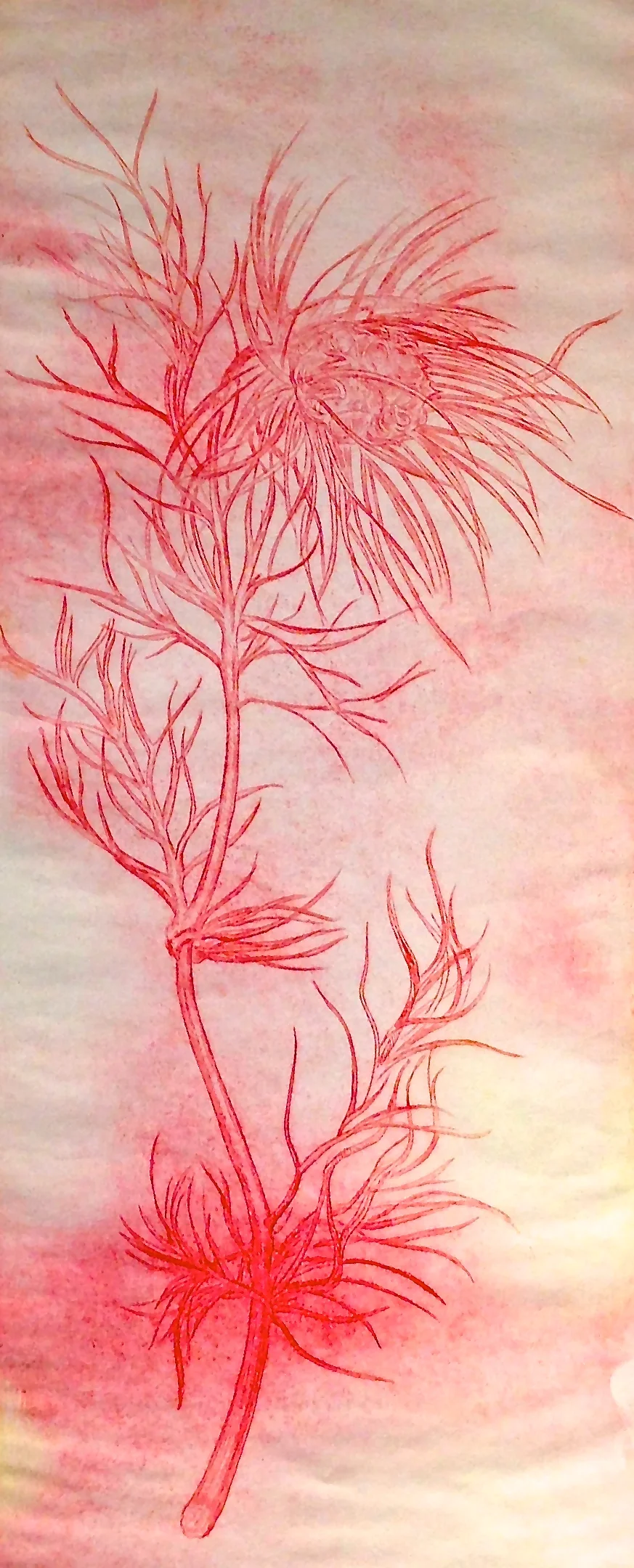 Nigella, red