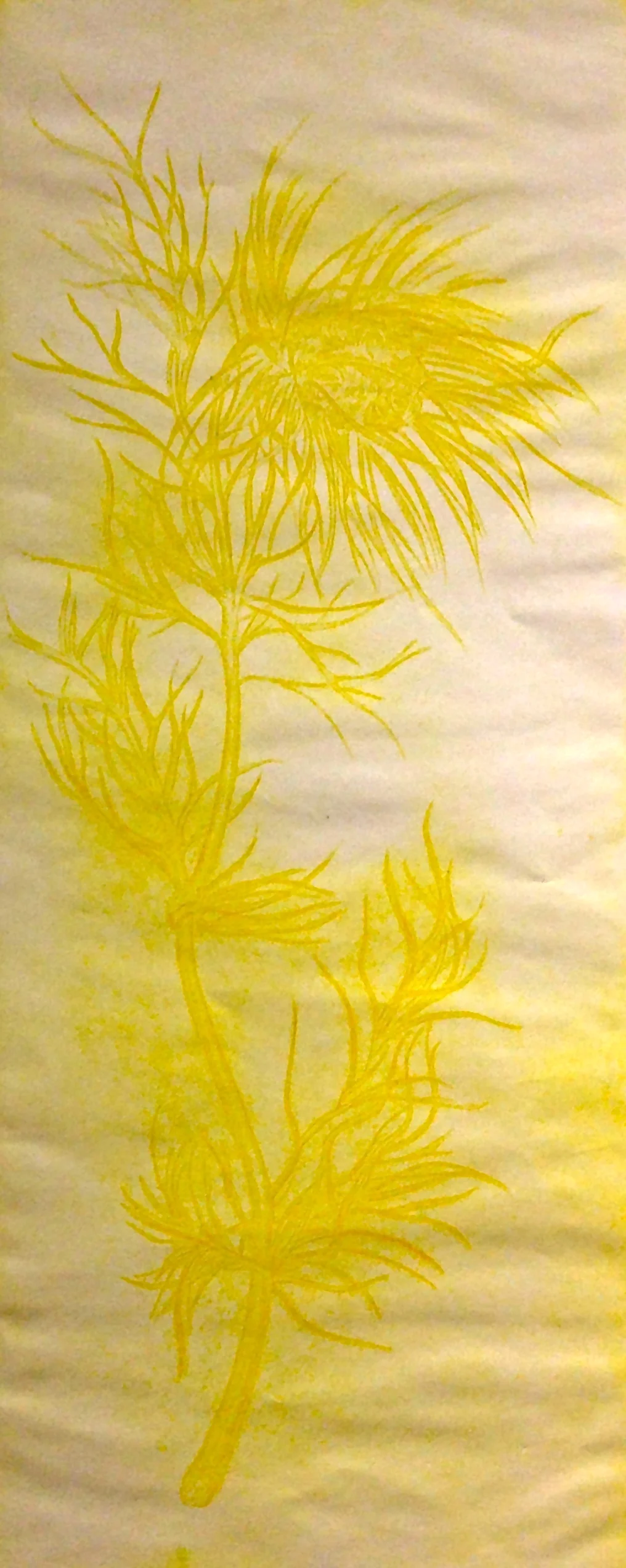 Nigella, yellow
