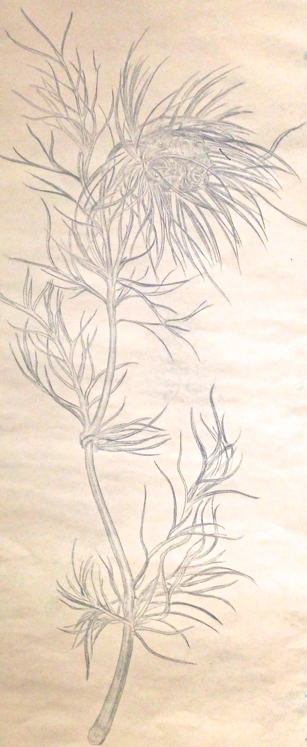 Nigella, silver