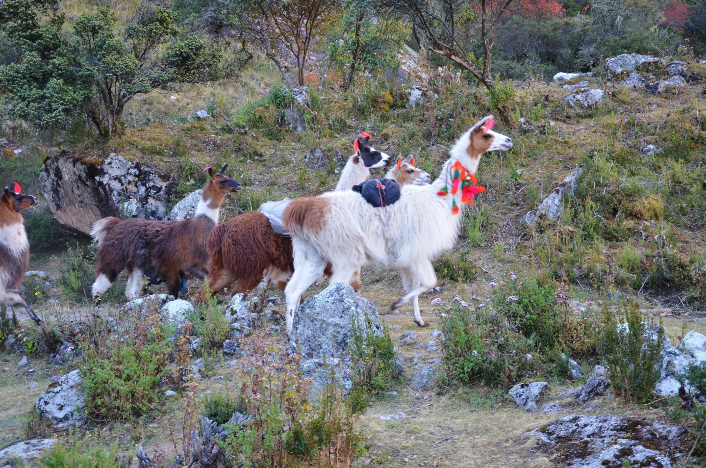   Andes llamas   