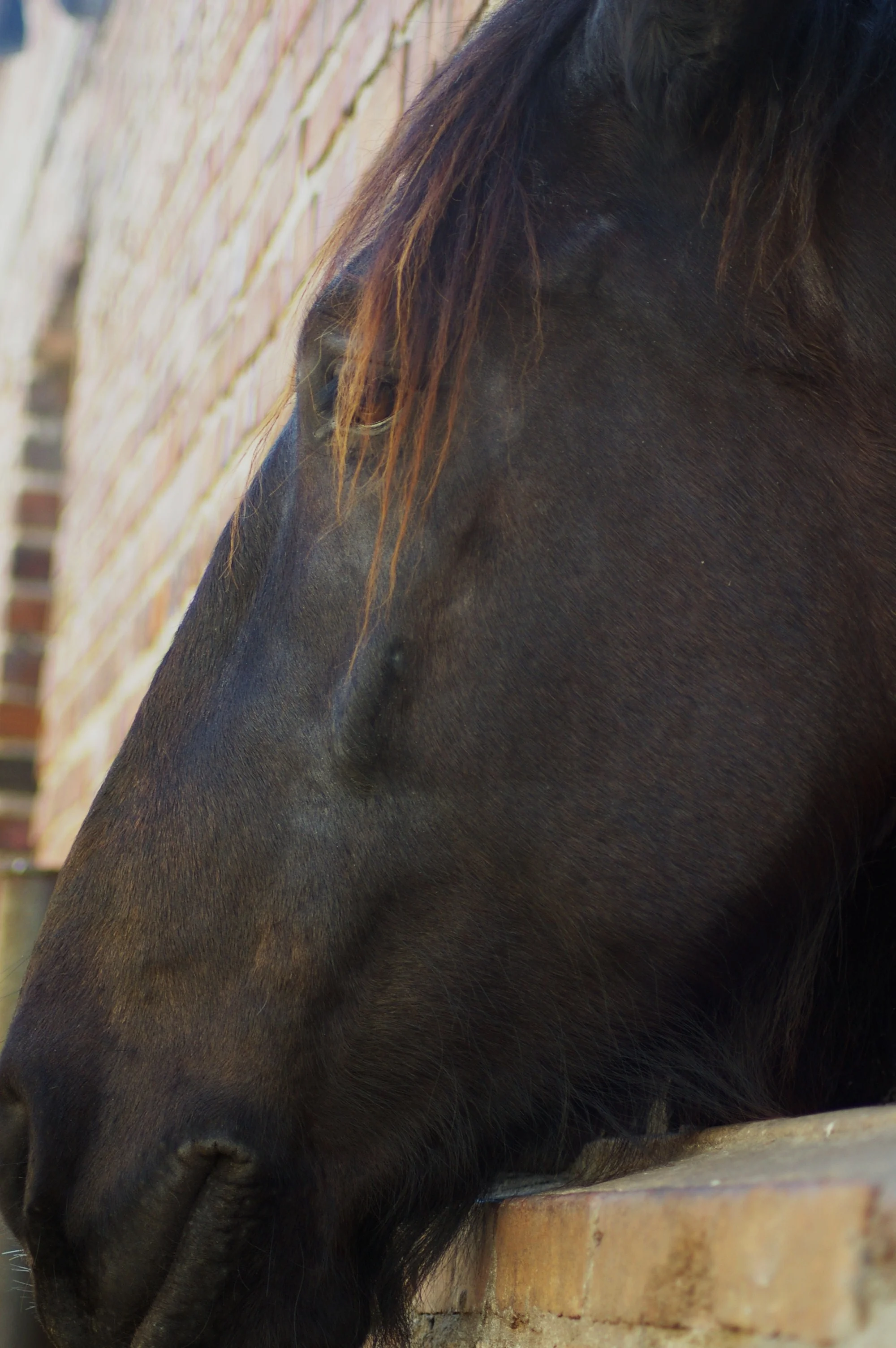   Break from the Carriage   