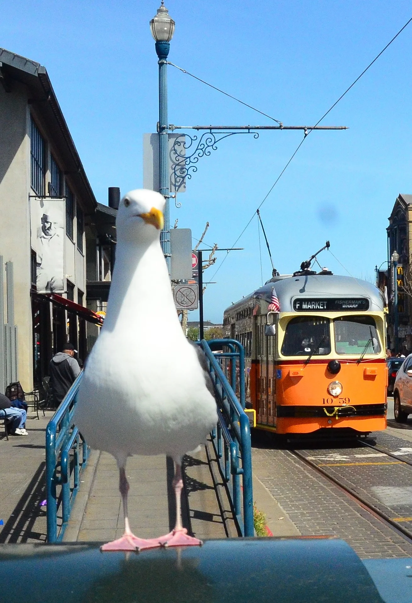   Street Car Gull  