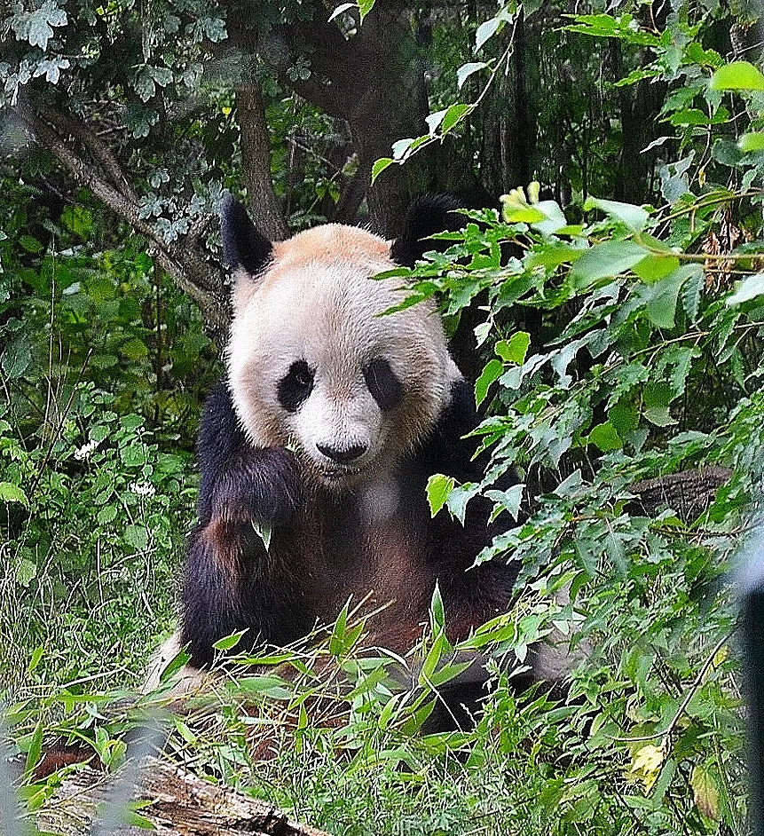   Bamboo Lunch  