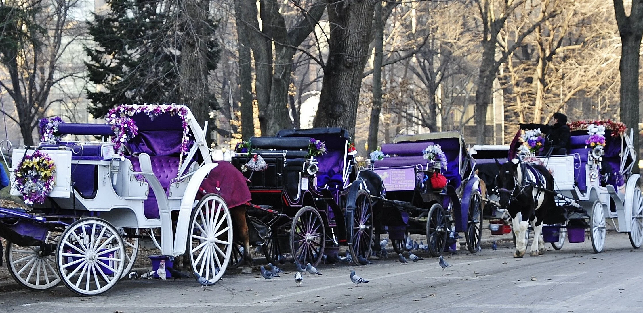  Purple Horse brigade CP  