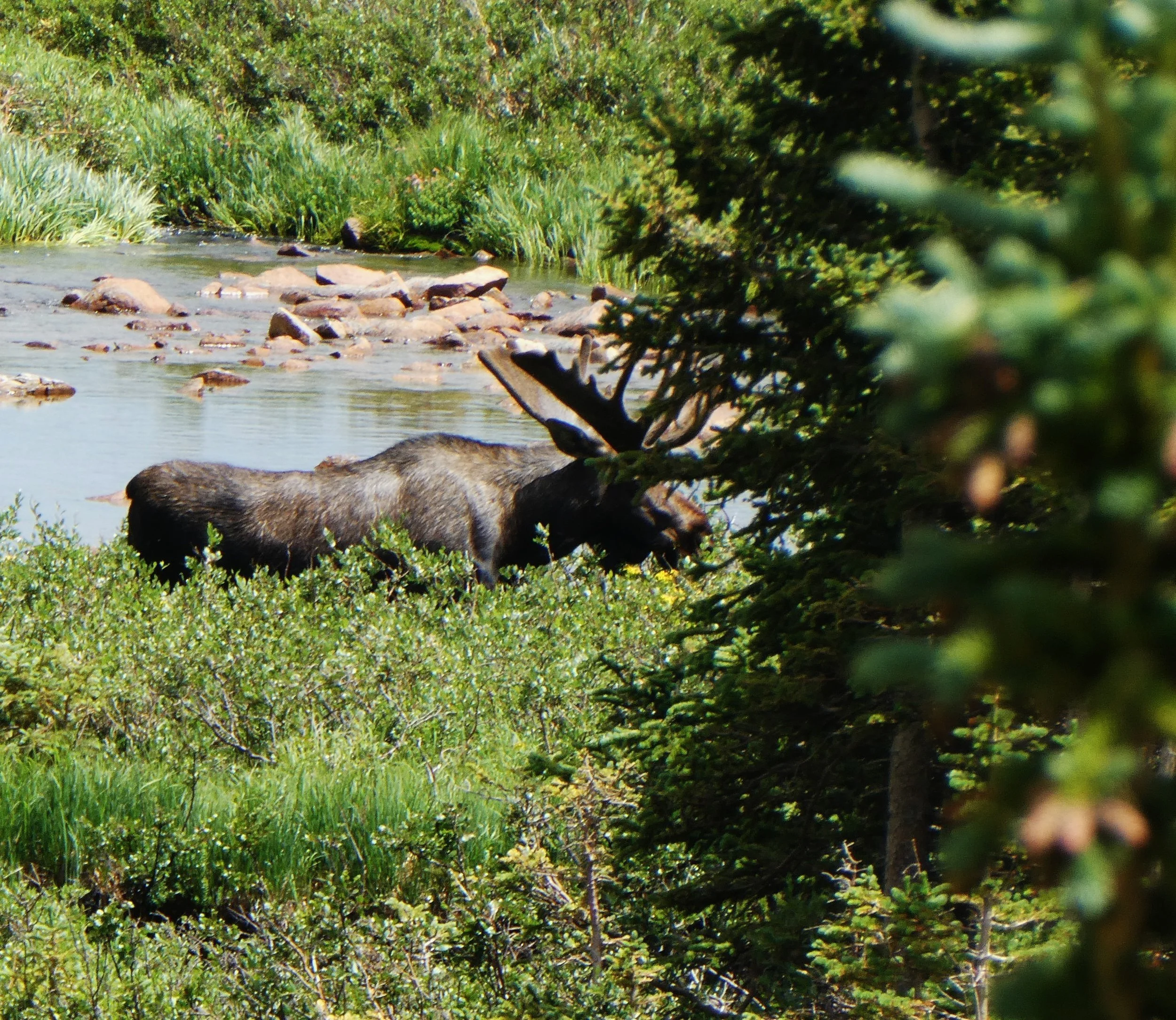 BULL MOOSE -BRAINARD LAKE 